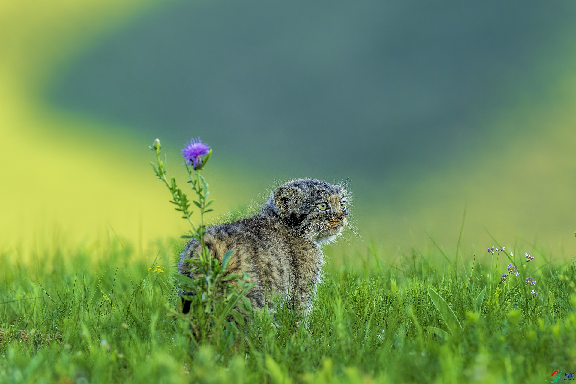 _CYG2088-NEF_DxO_DeepPRIME ����.jpg