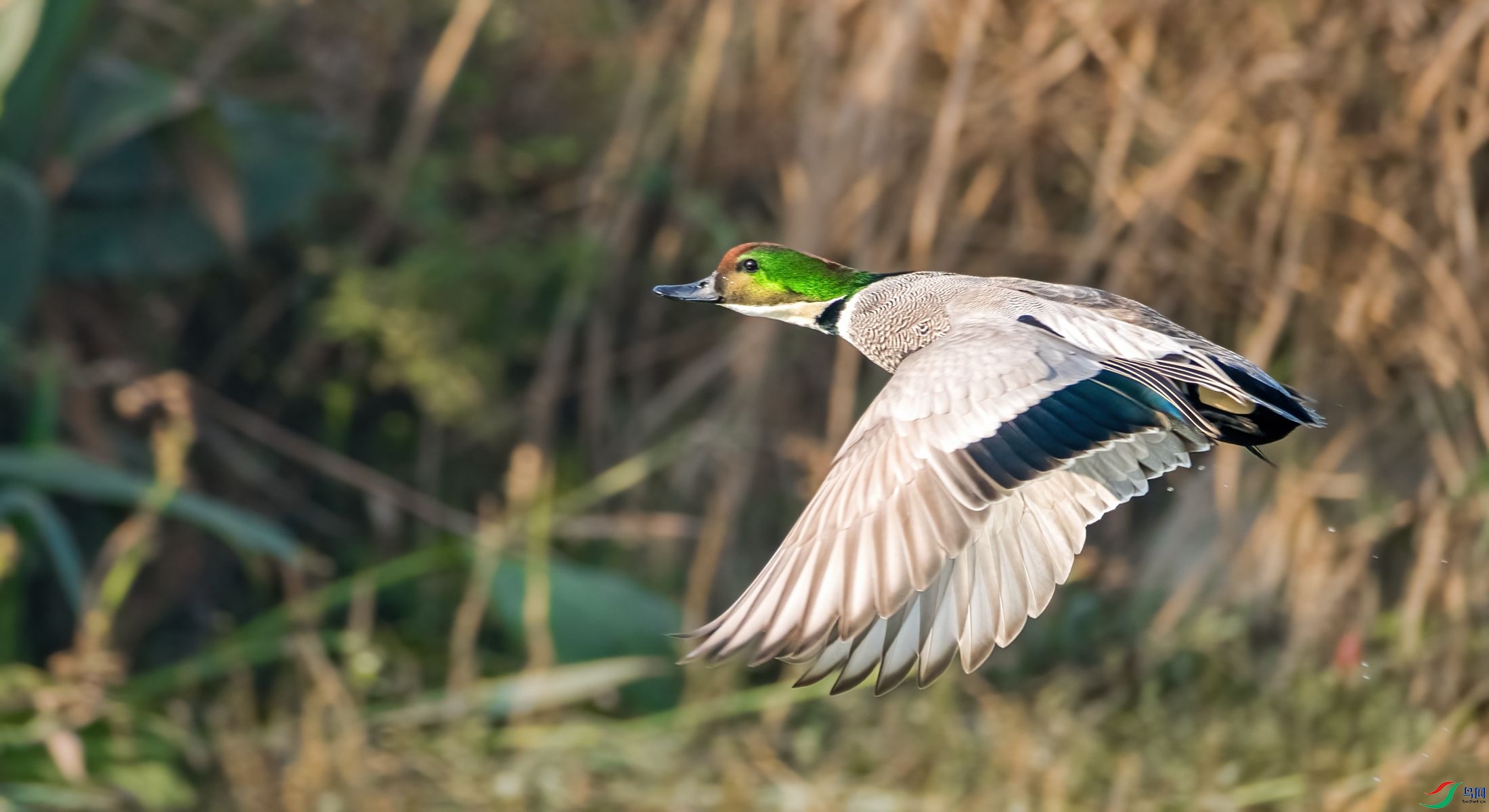 DSCF0257 ����_����.jpg