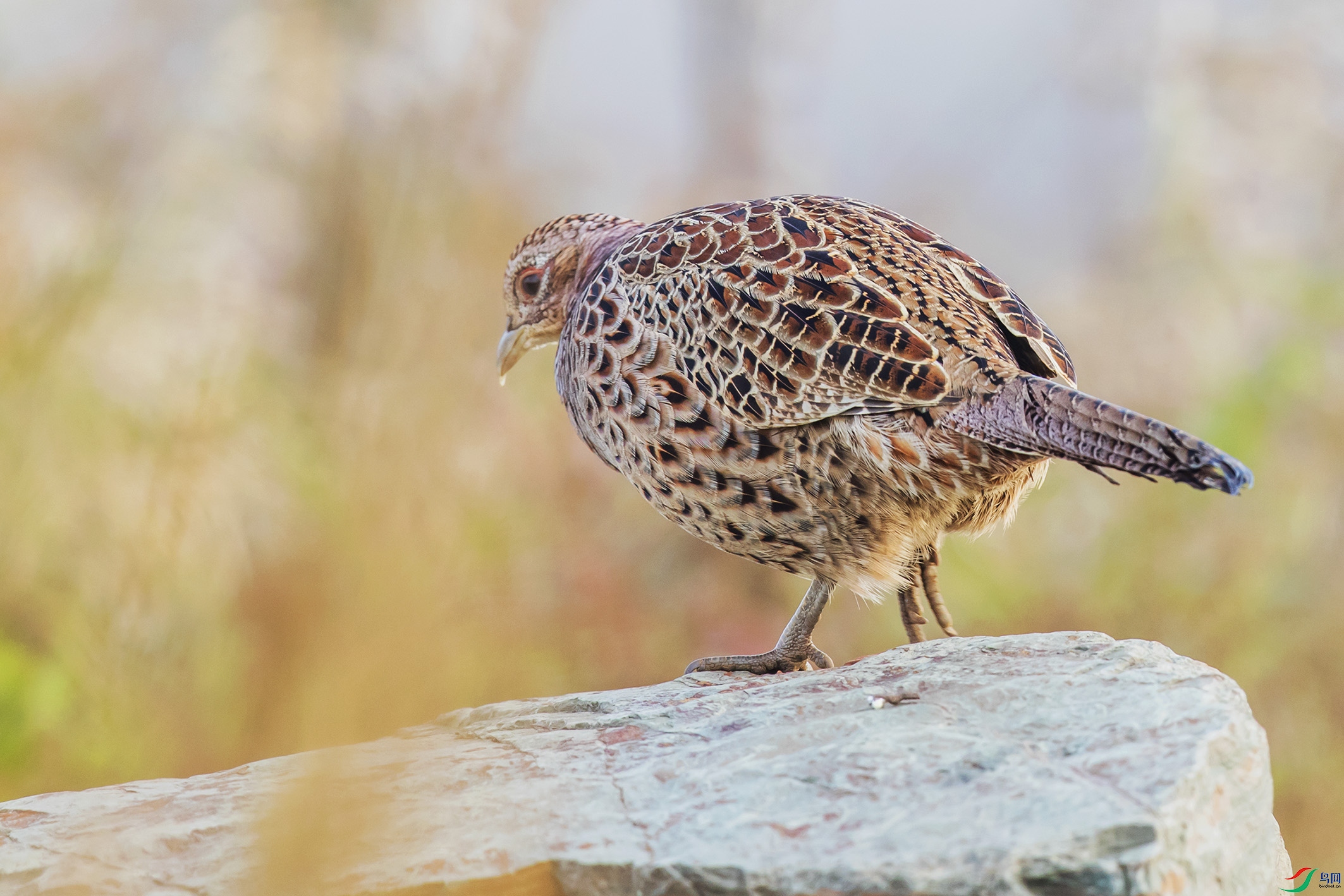 _90I6908 ����.jpg