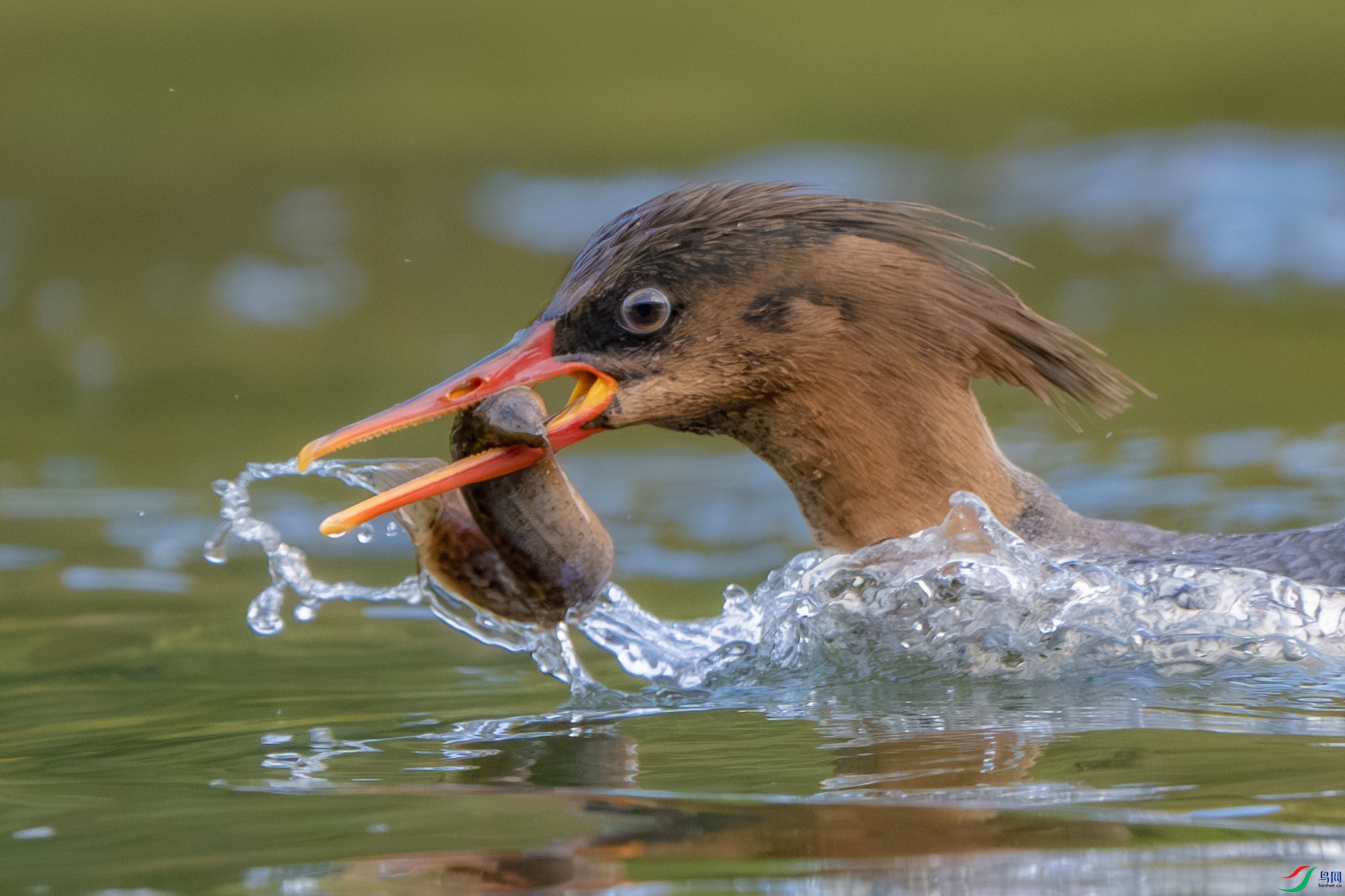 DSC_8951-����ǿ-NR ����.jpg