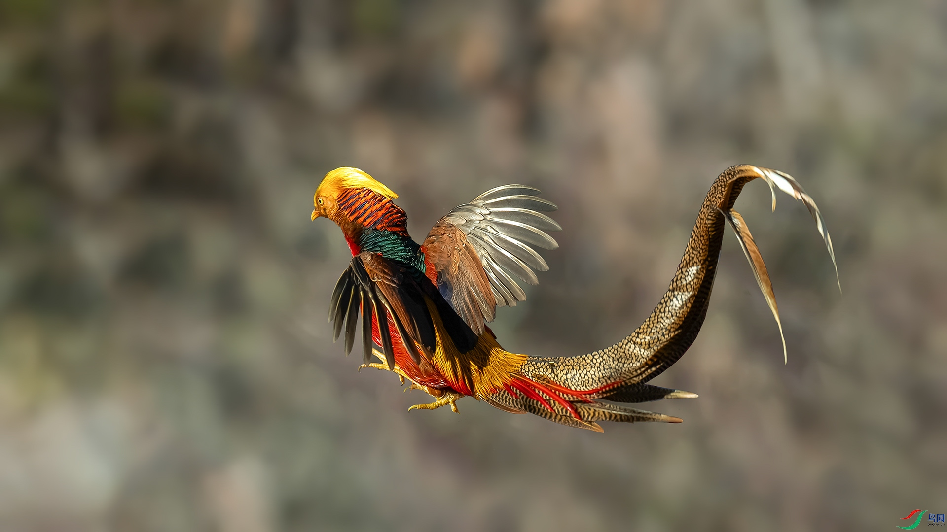 �츹�������ɷ���