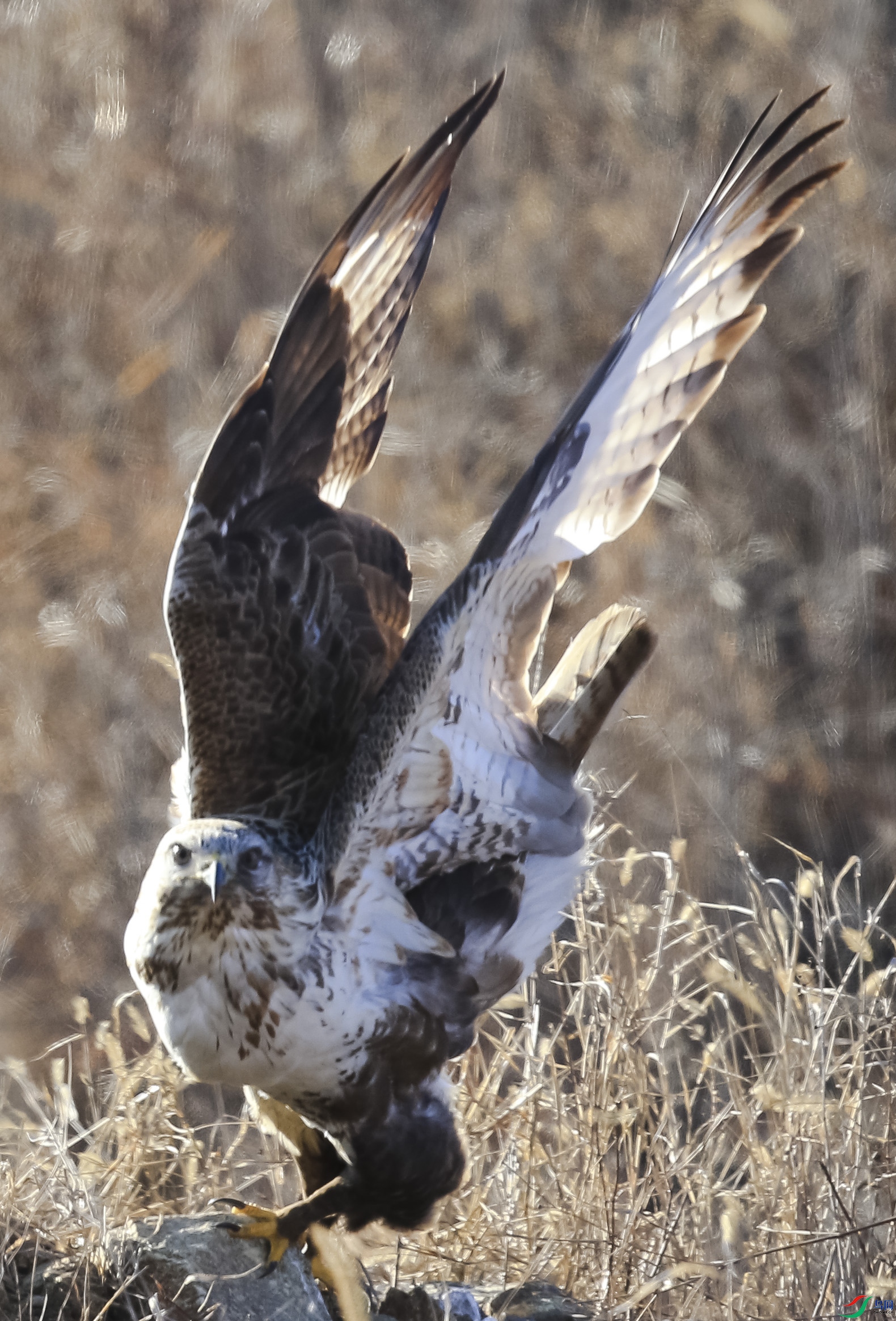 ���� (11)-1.jpg