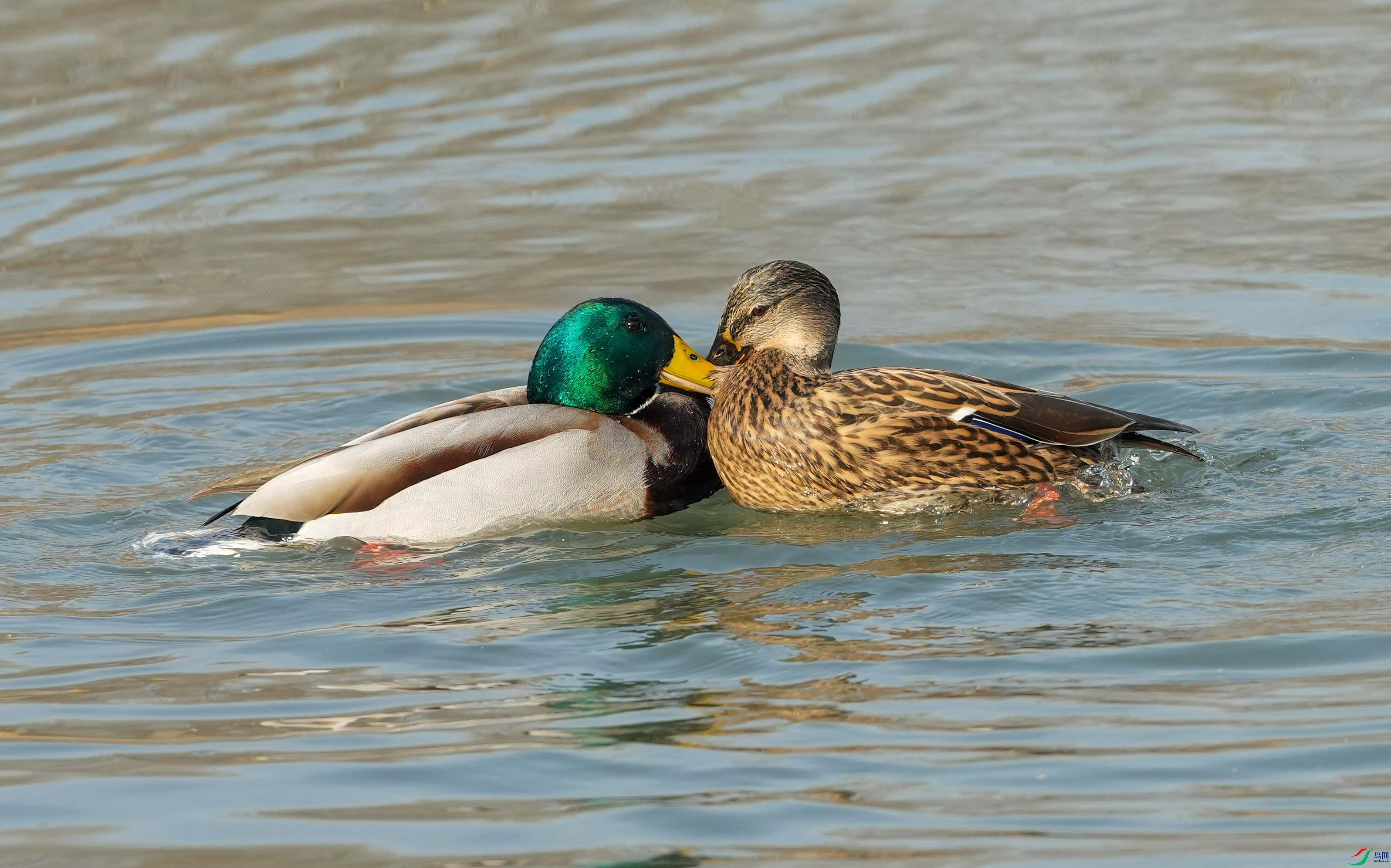 ���������£�