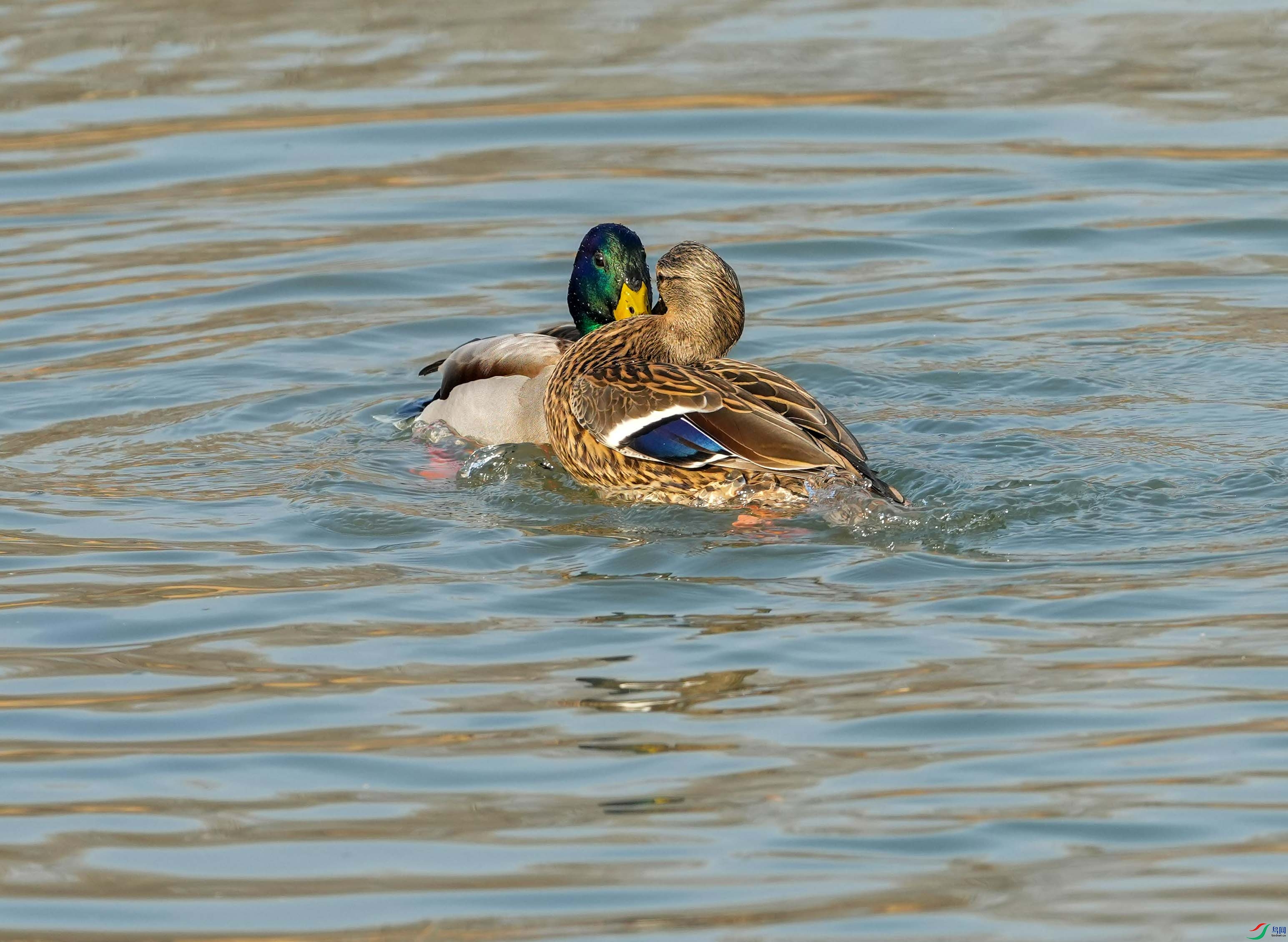 ����������