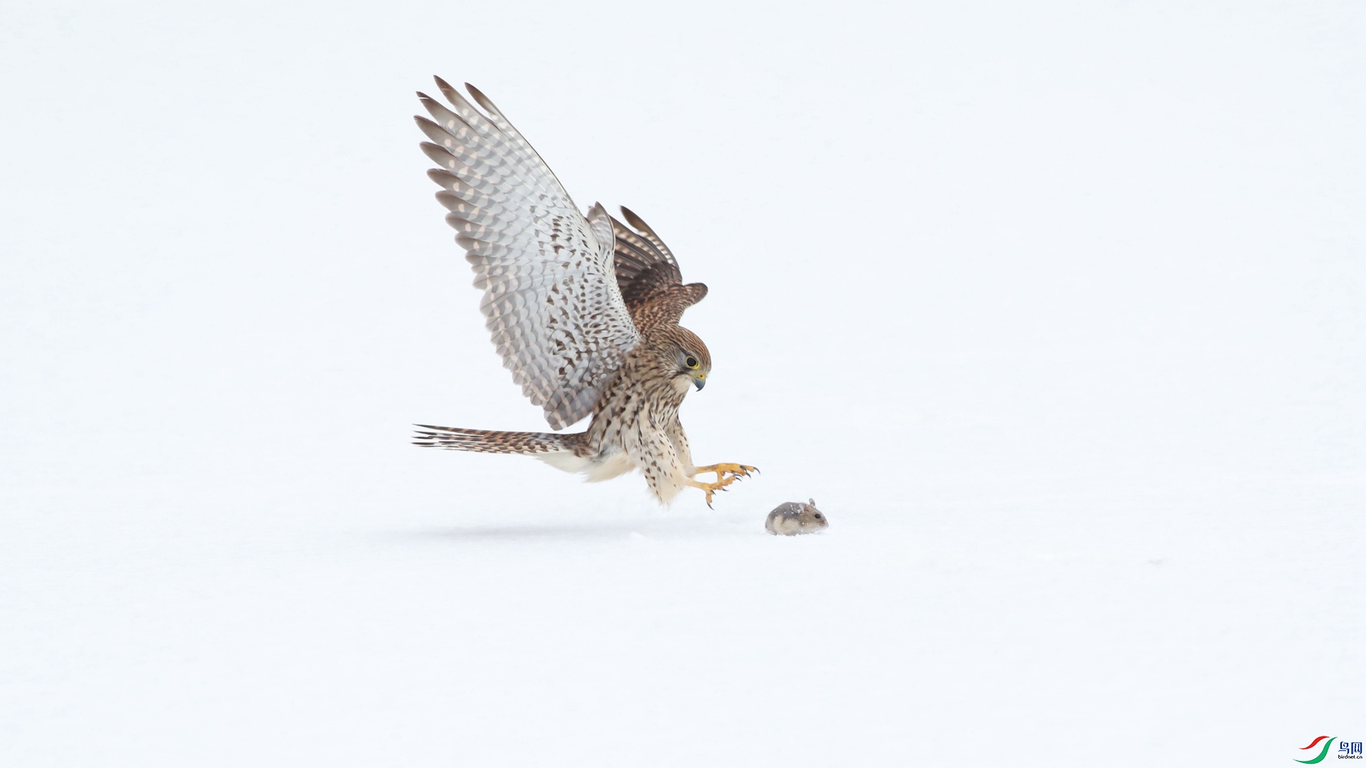 �ļ��� ѩ�طɲ� ���(Sugar).jpg