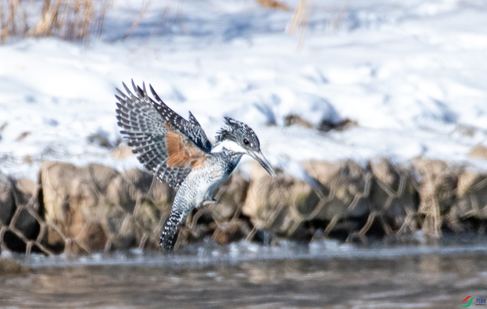 DSC_2609.jpg