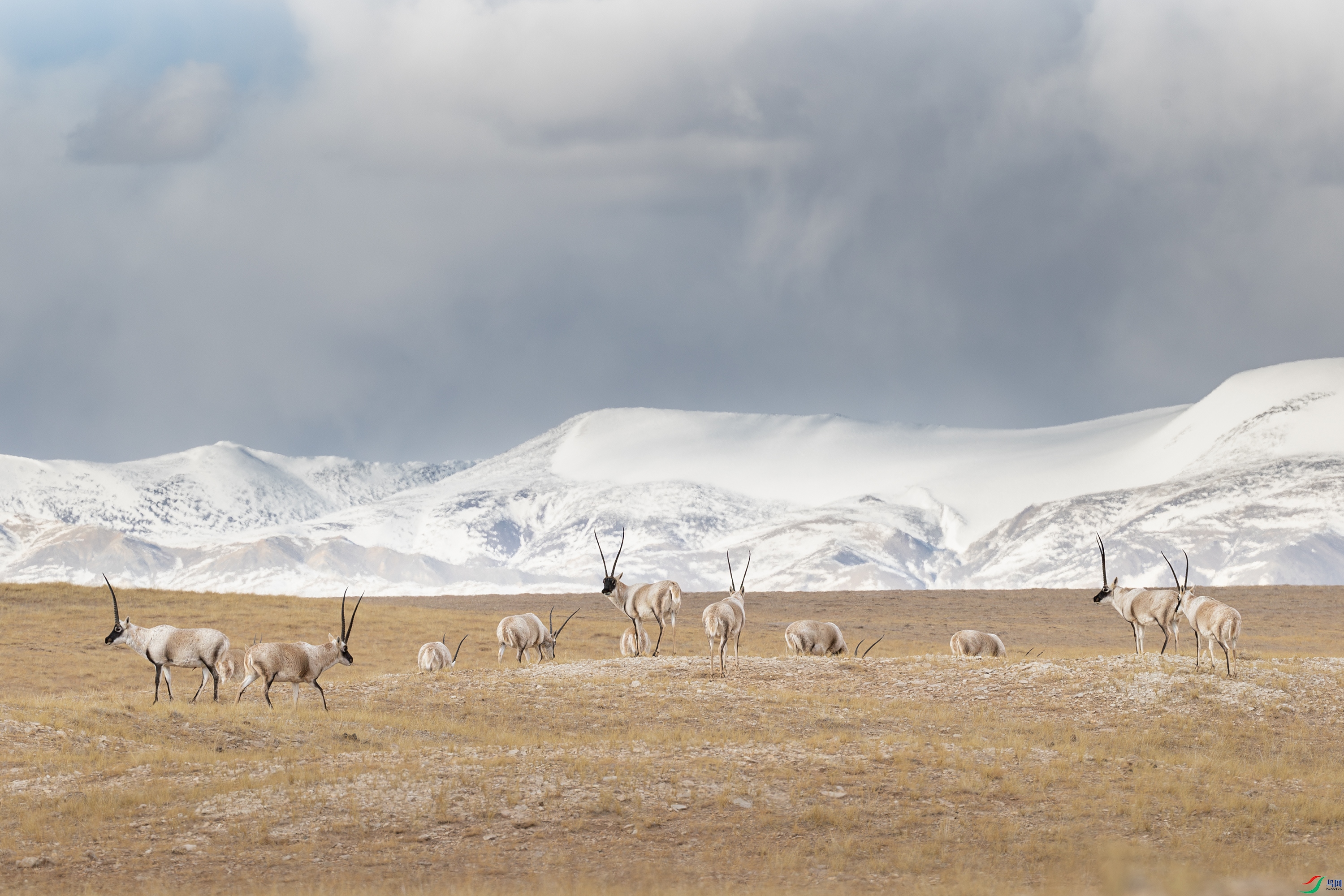 A15I1936-����ǿ-NR ����.jpg