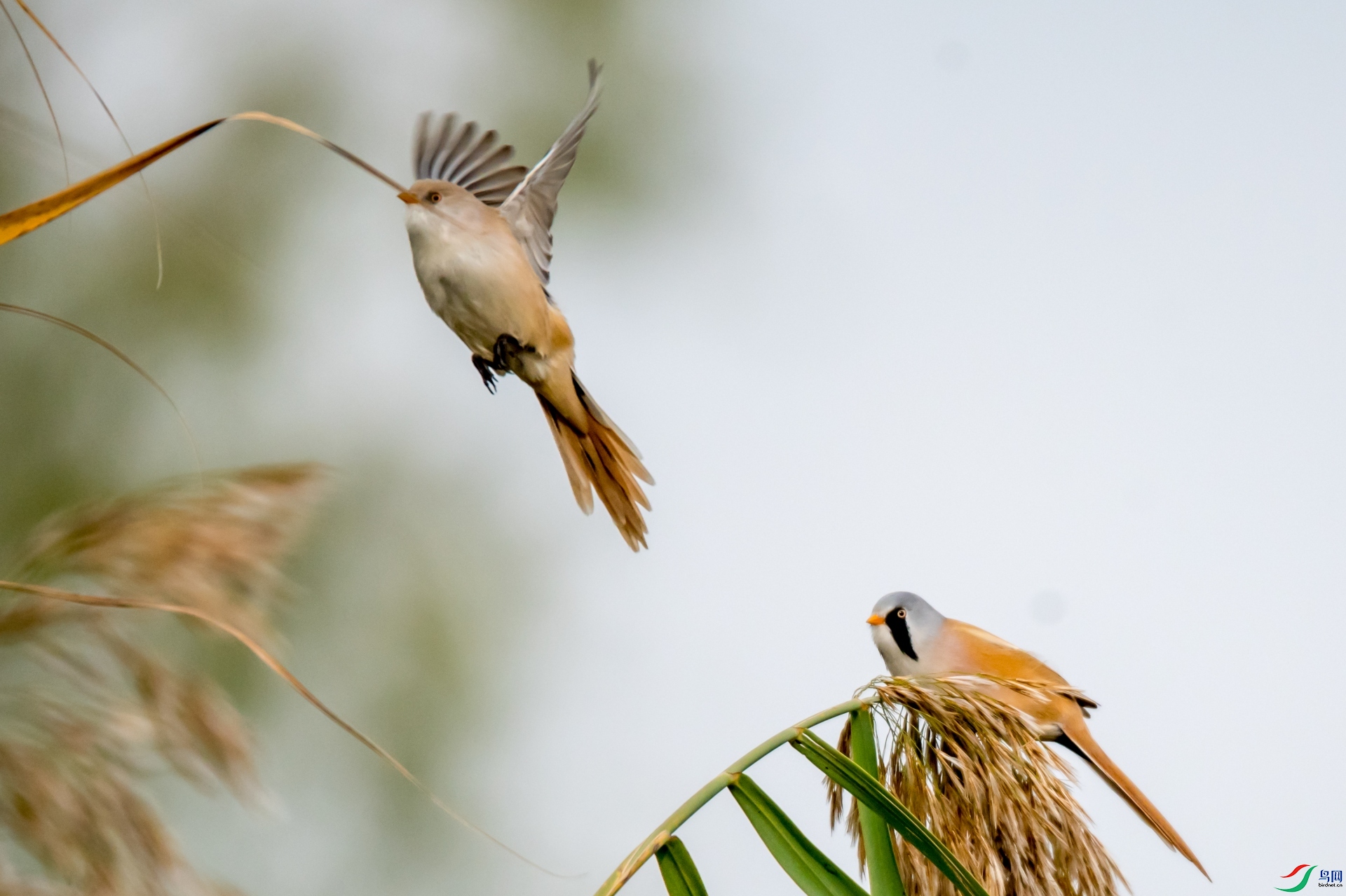 ���з���