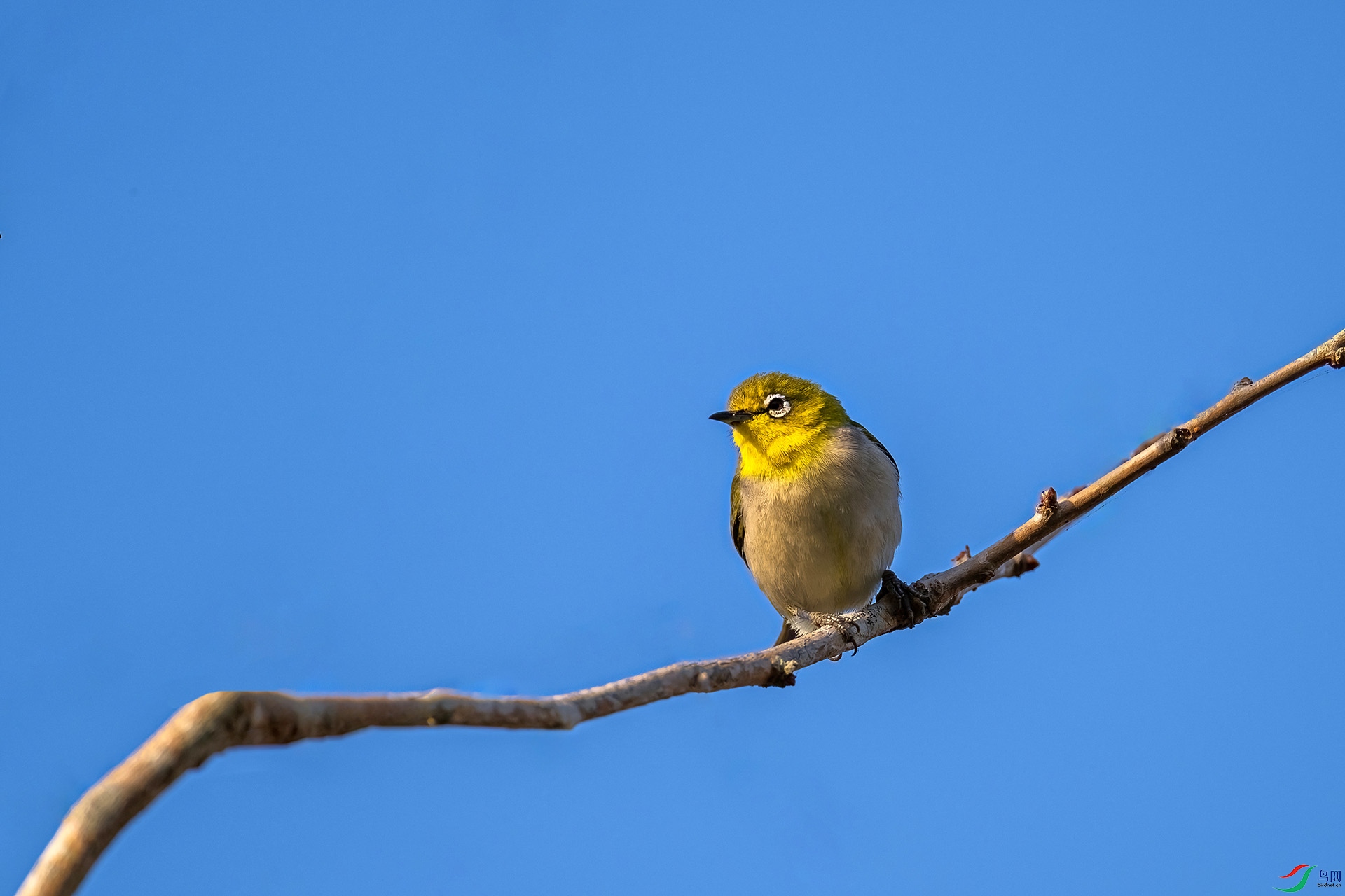 DSC_3896-denoise.jpg