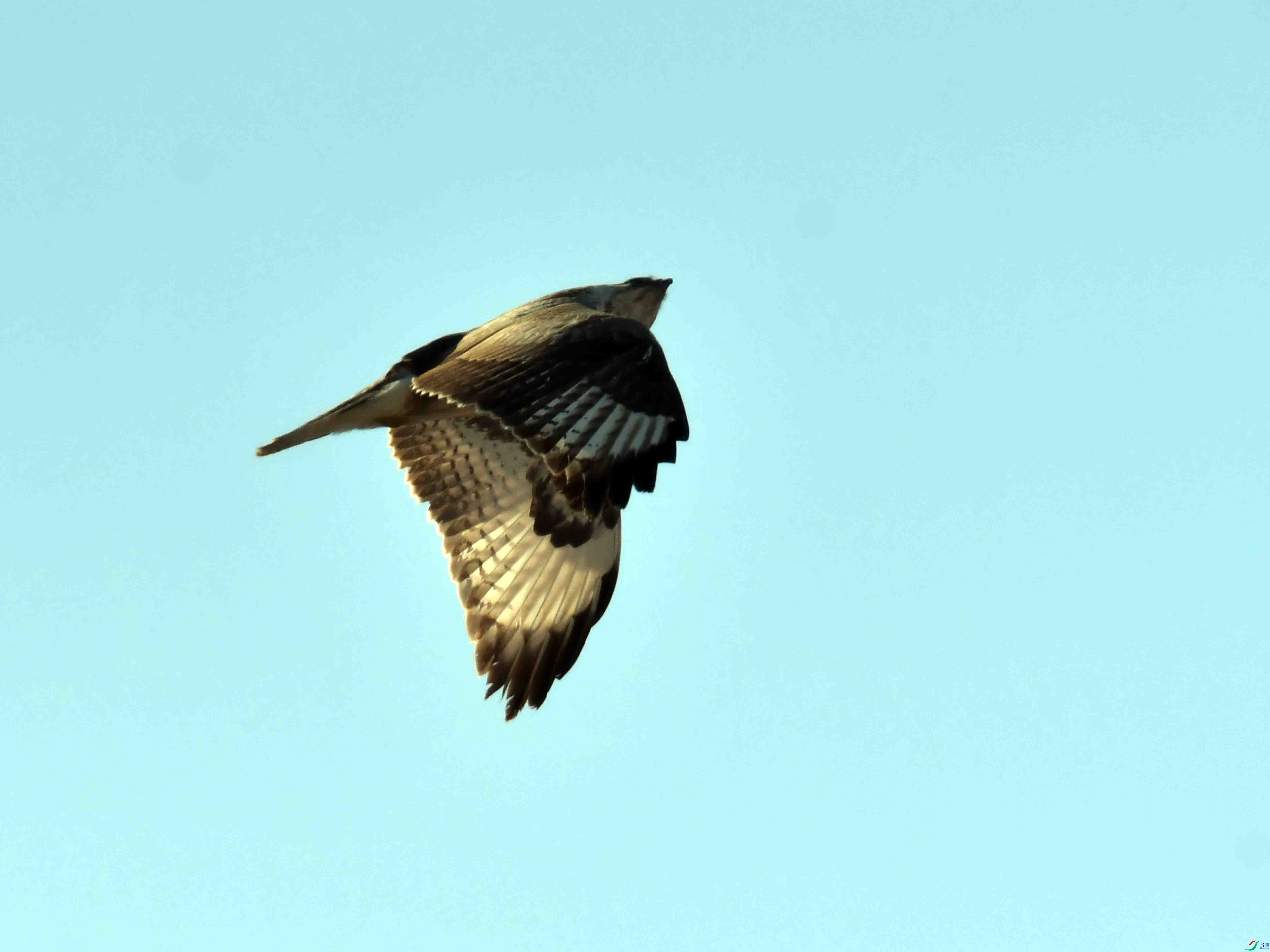 DSC_0982.JPG