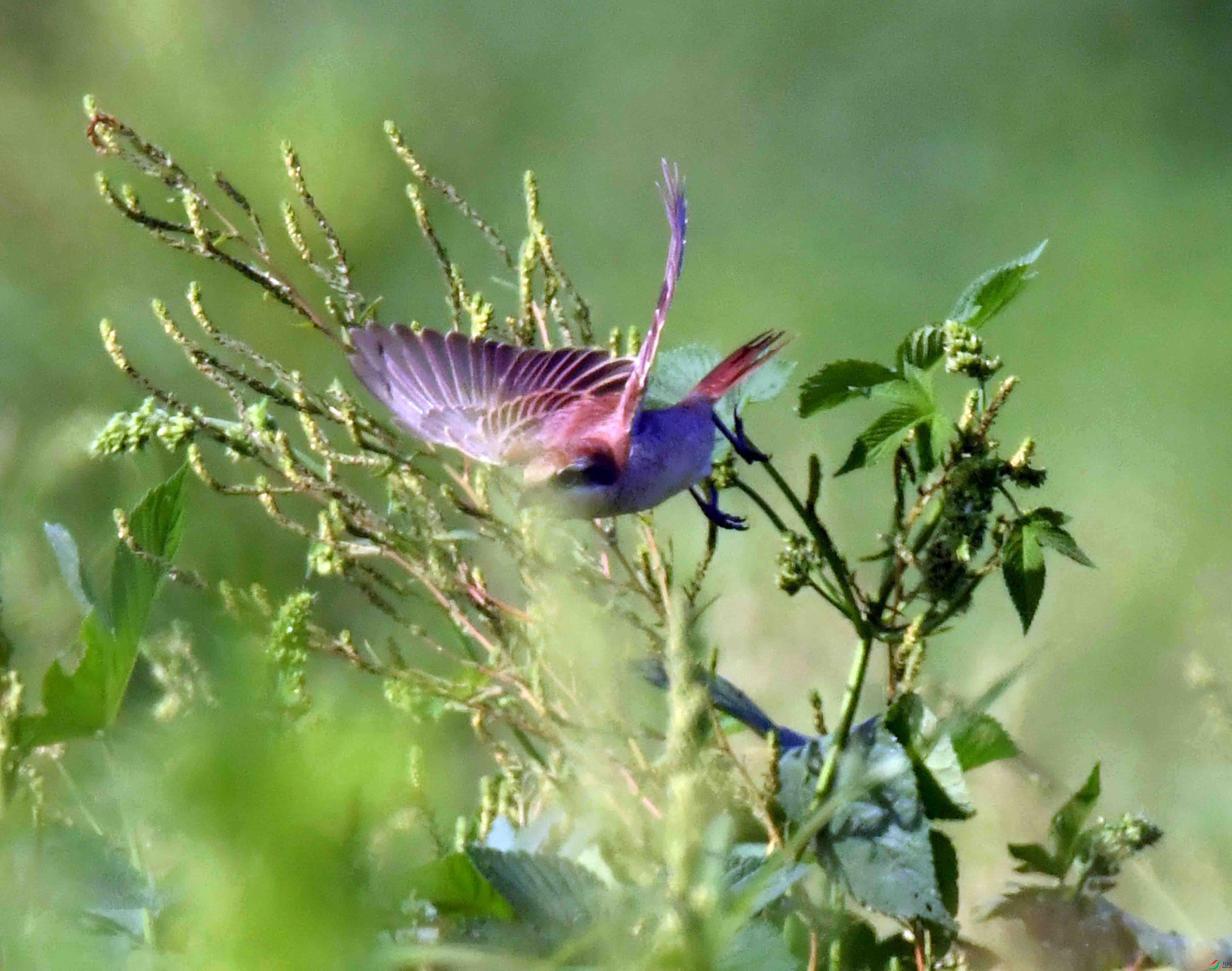 DSC_7161.JPG