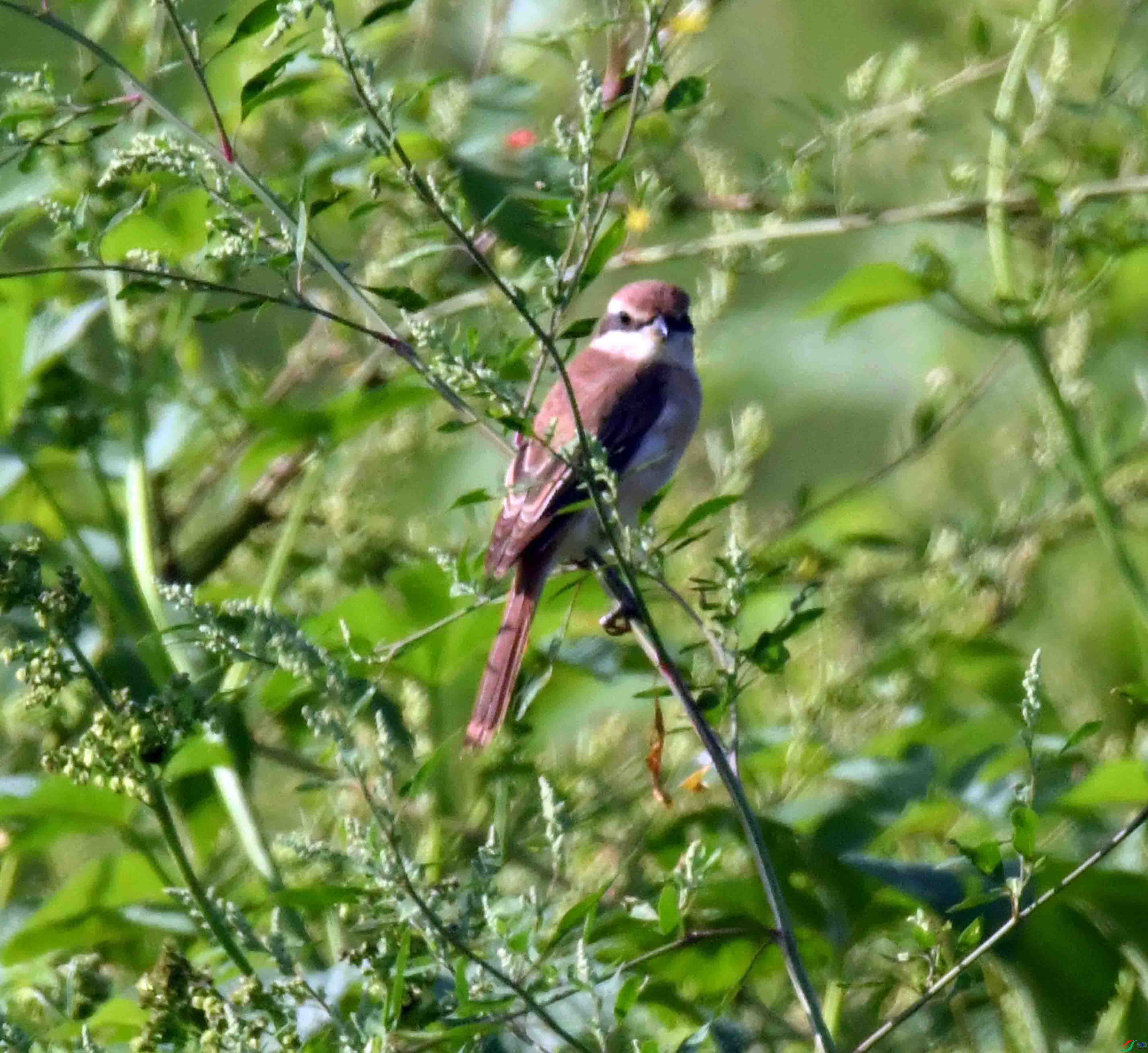 DSC_7165.JPG