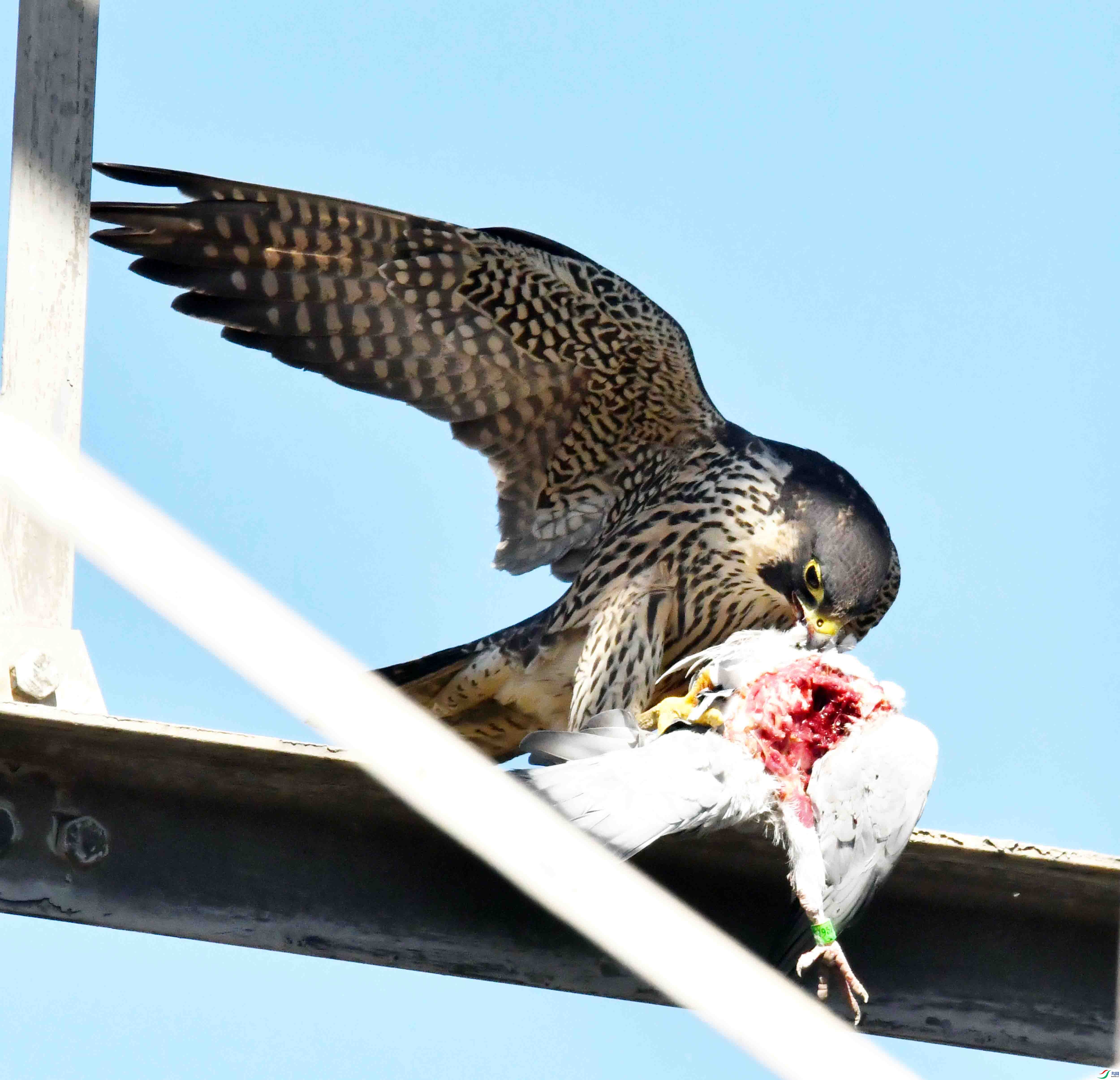 DSC_3135.JPG