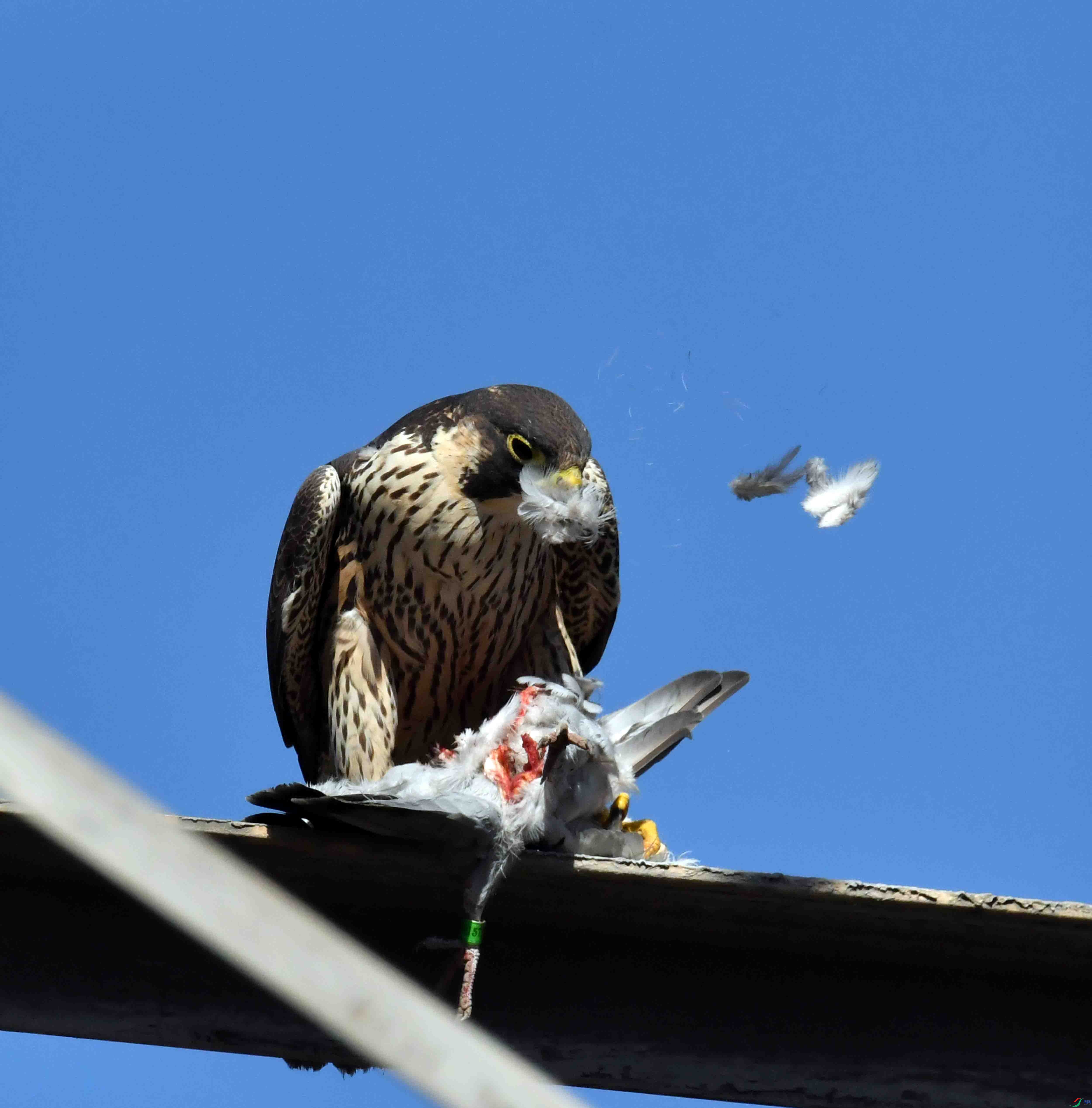 DSC_3215.JPG