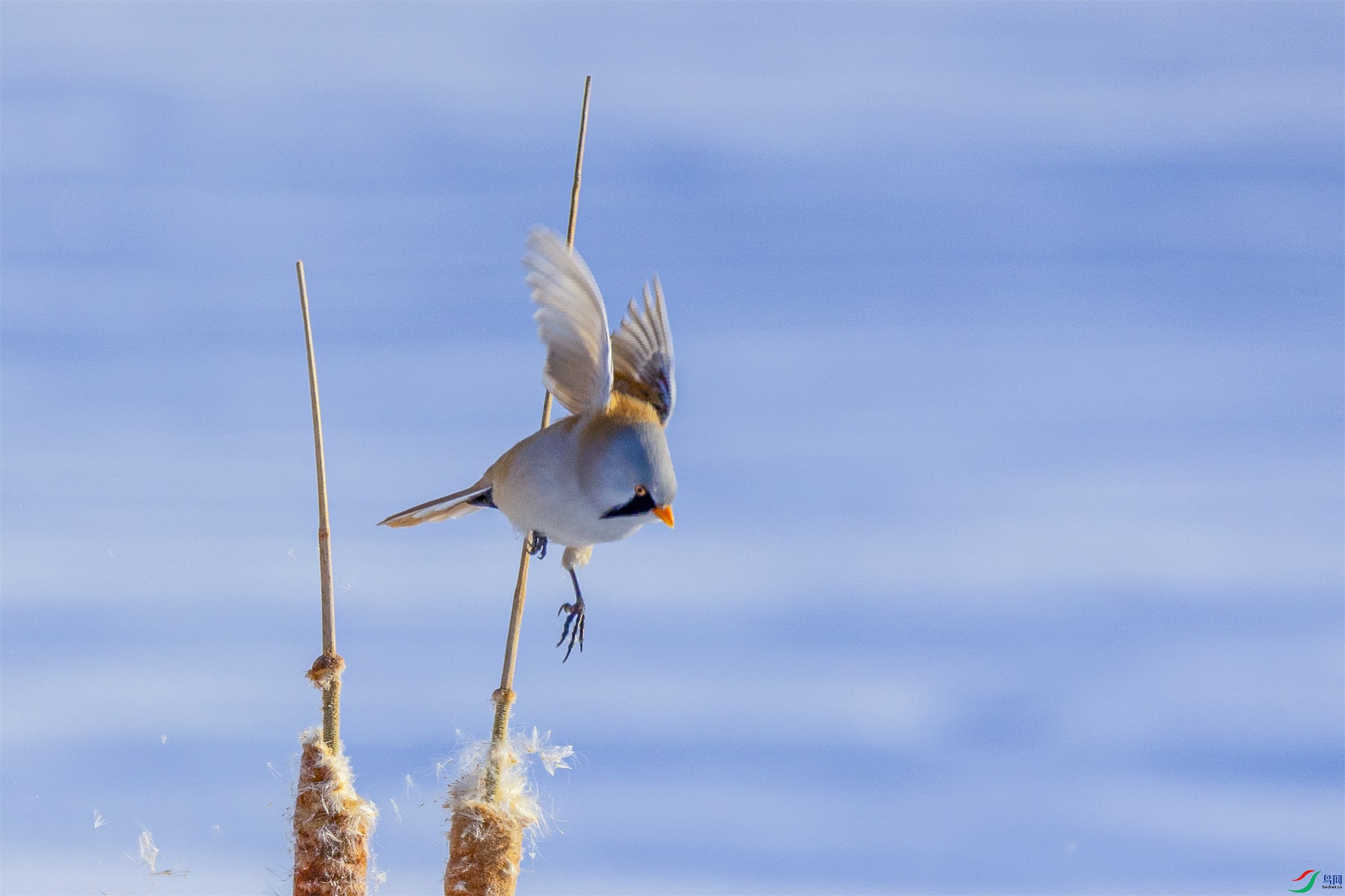 1K3A3799 ����1.jpg