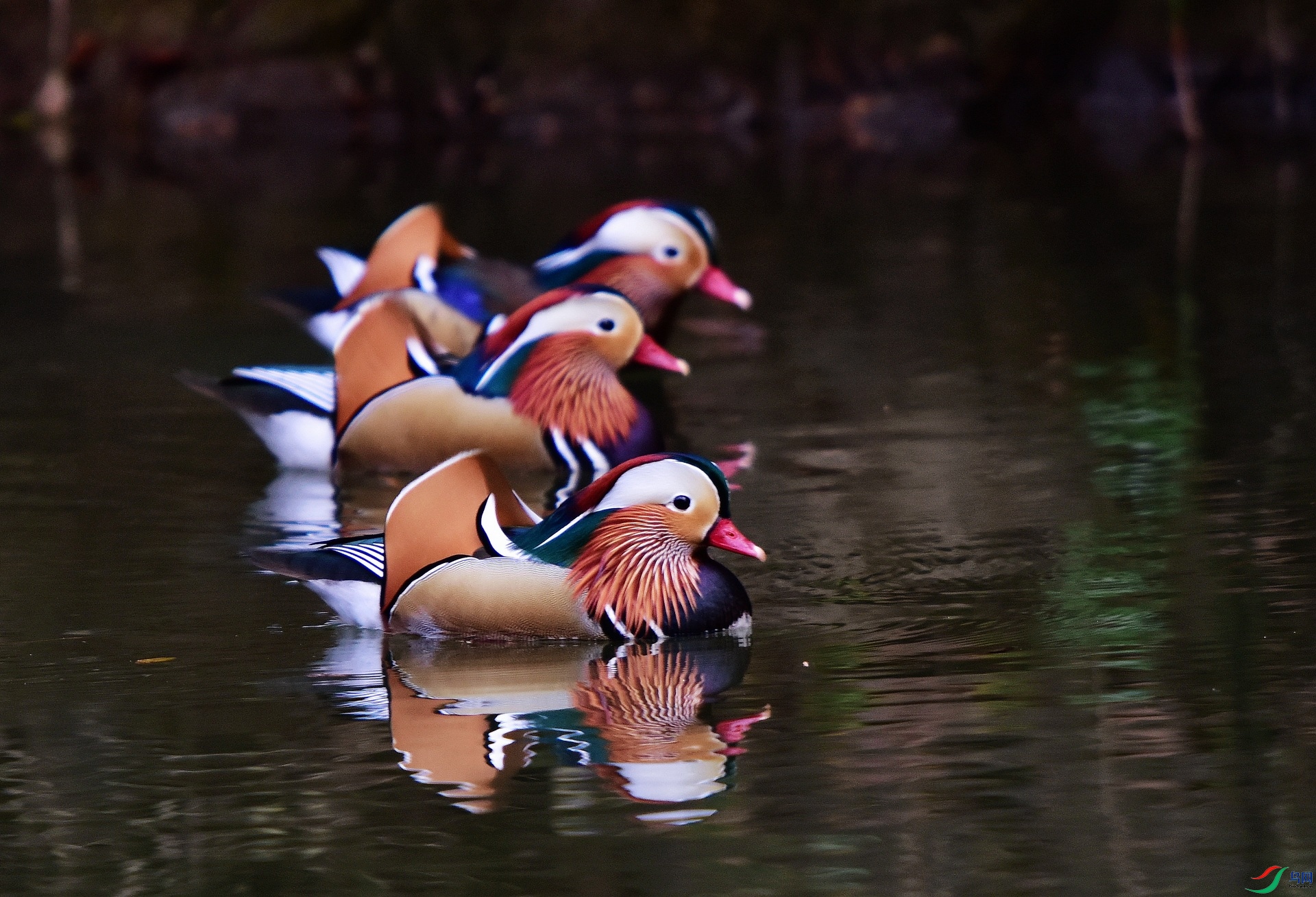 D8I_0786.jpg