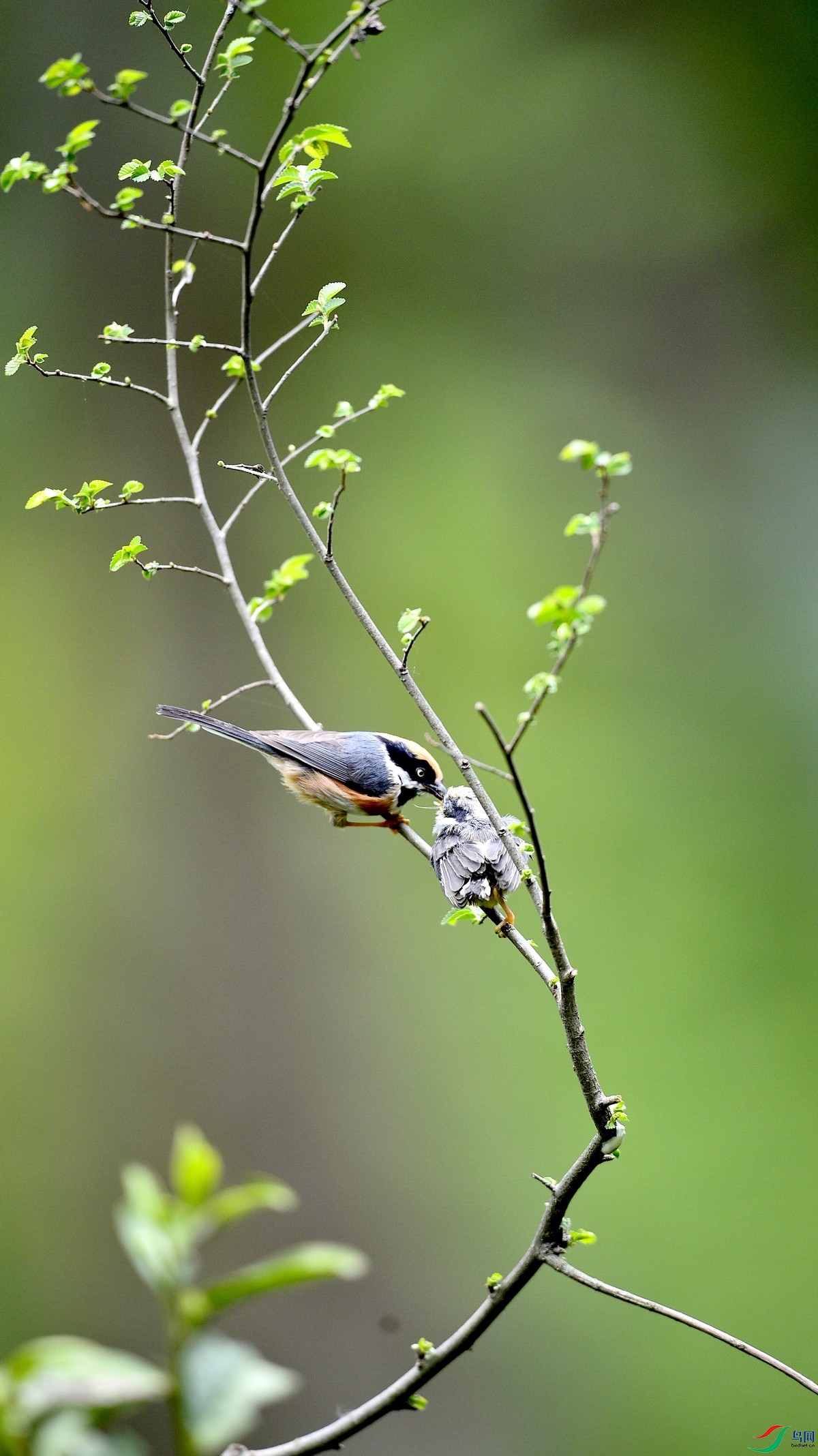 _DSC9616111111111111.jpg