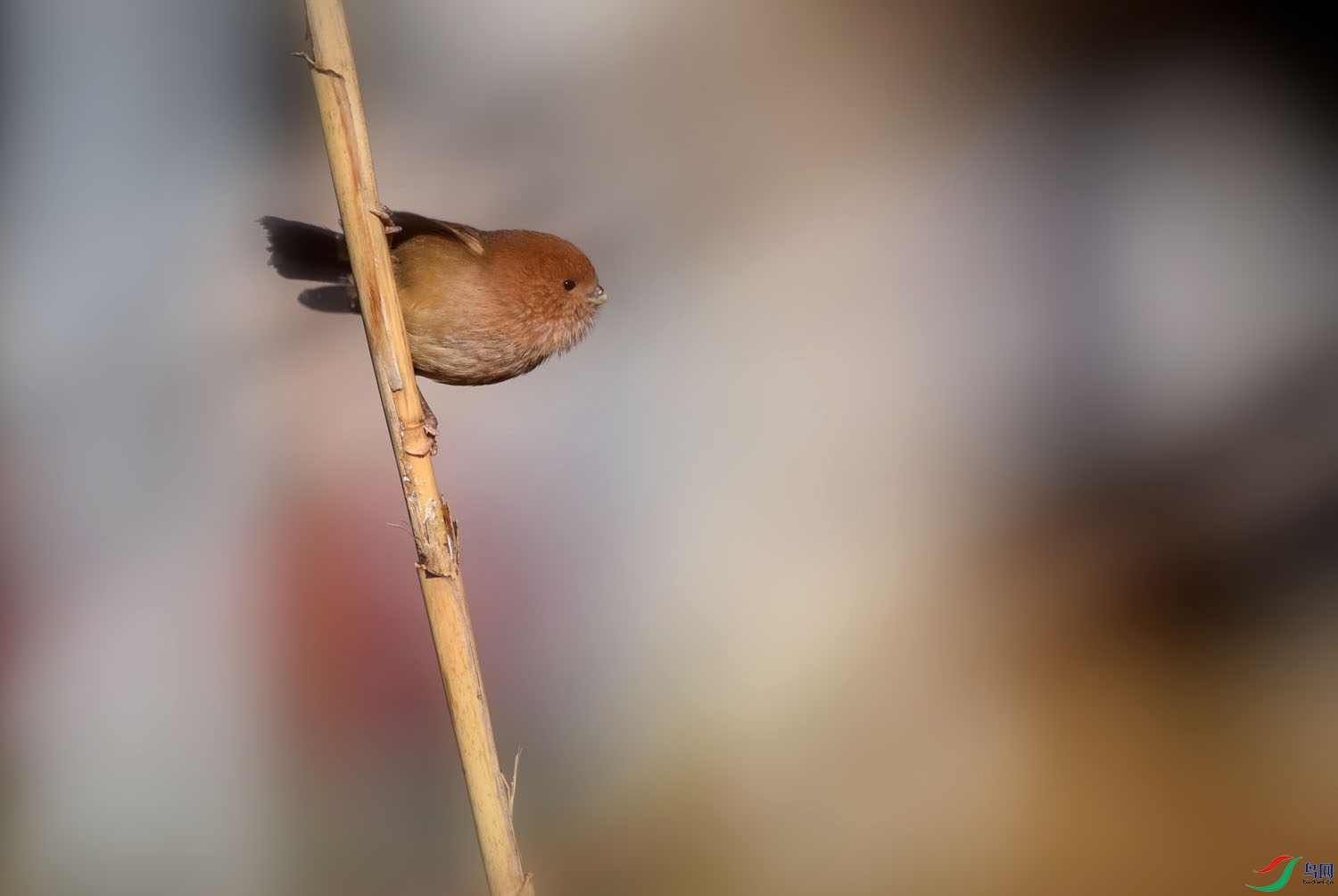 DSC_8396.JPG