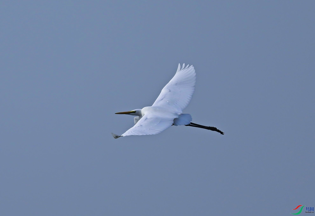 _DSC3743f.jpg