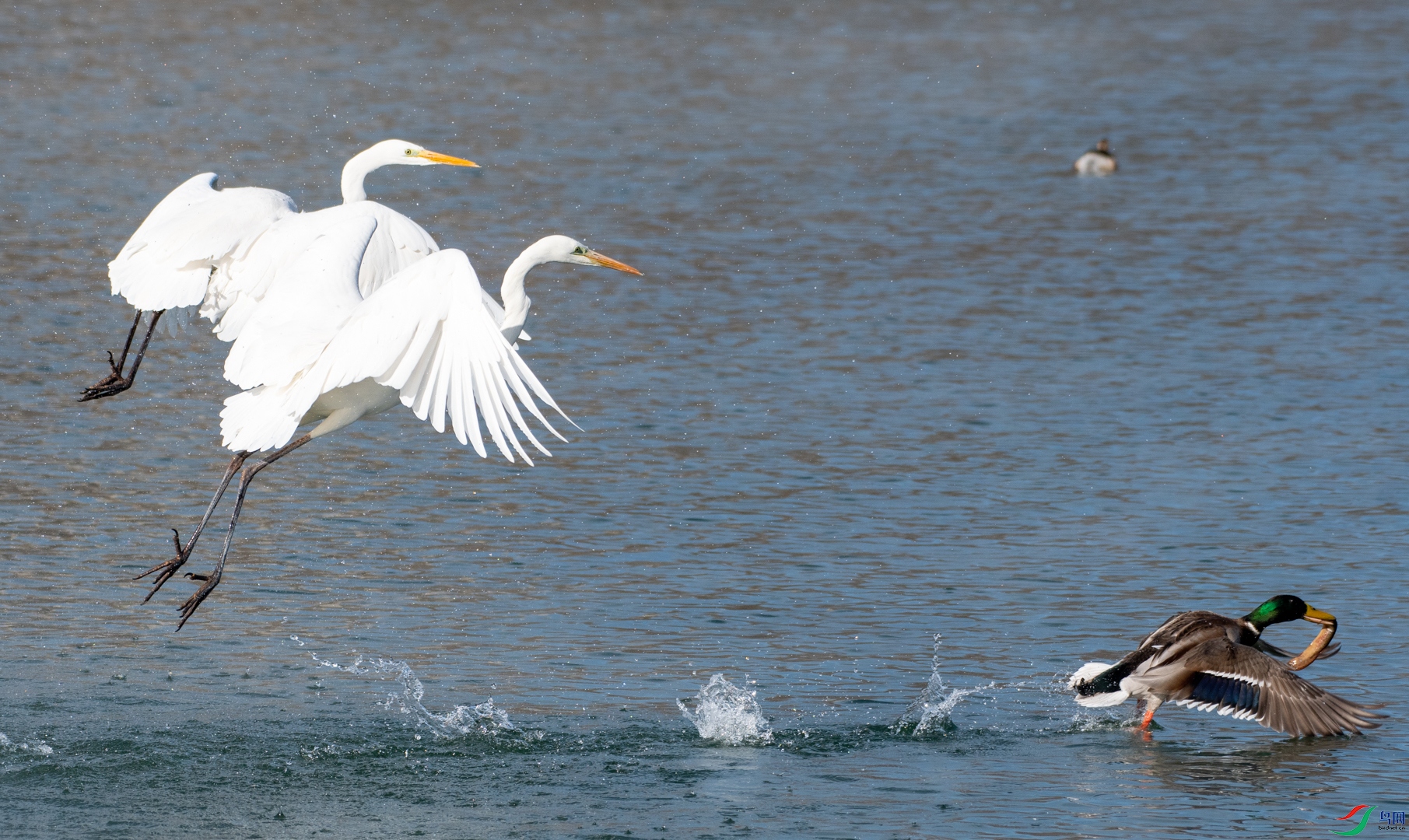 DSC_3279.jpg