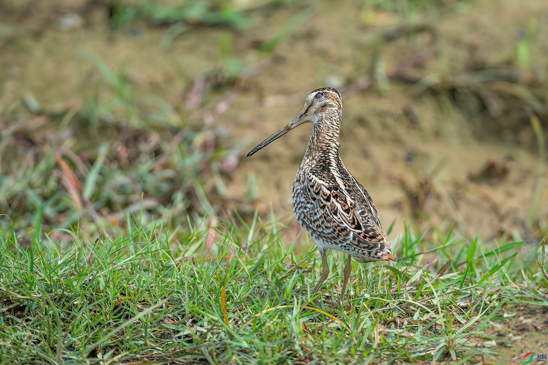DSC_3103.jpg