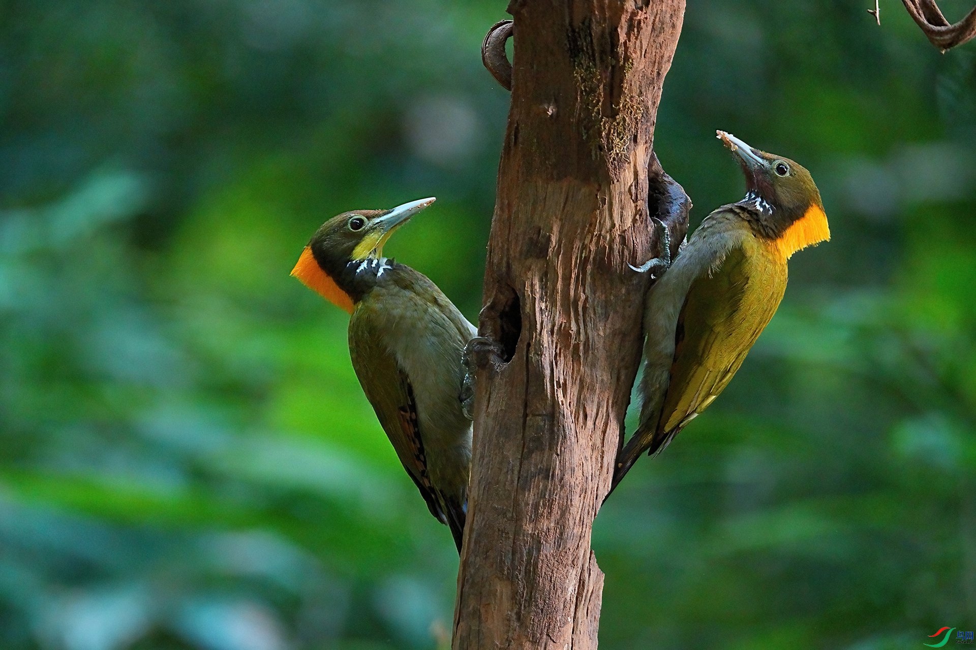 DSC01546 ����-DeNoiseAI-standard_����.jpg