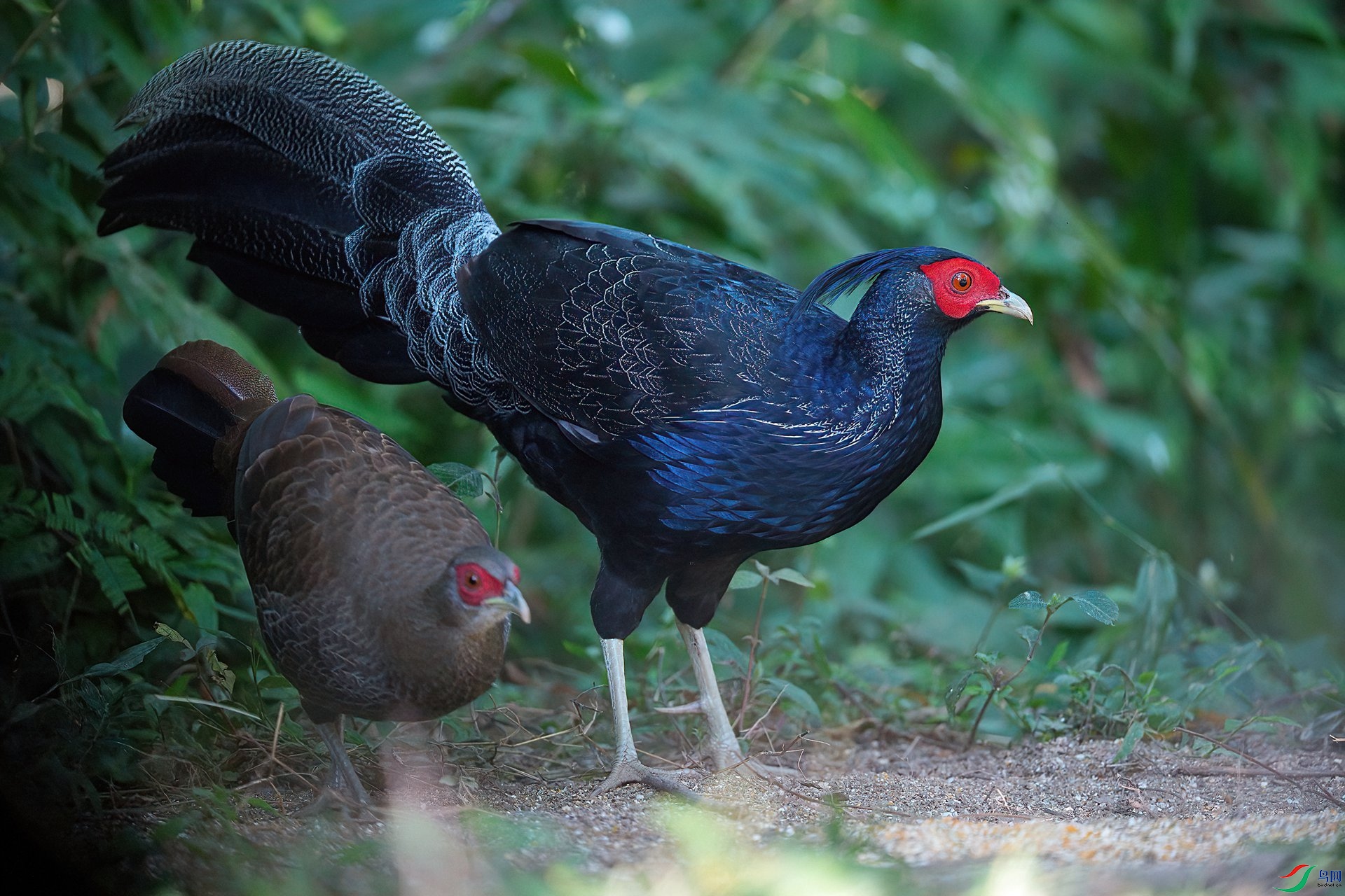 DSC06430 ����-DeNoiseAI-standard-DeNoiseAI-clear_����.jpg