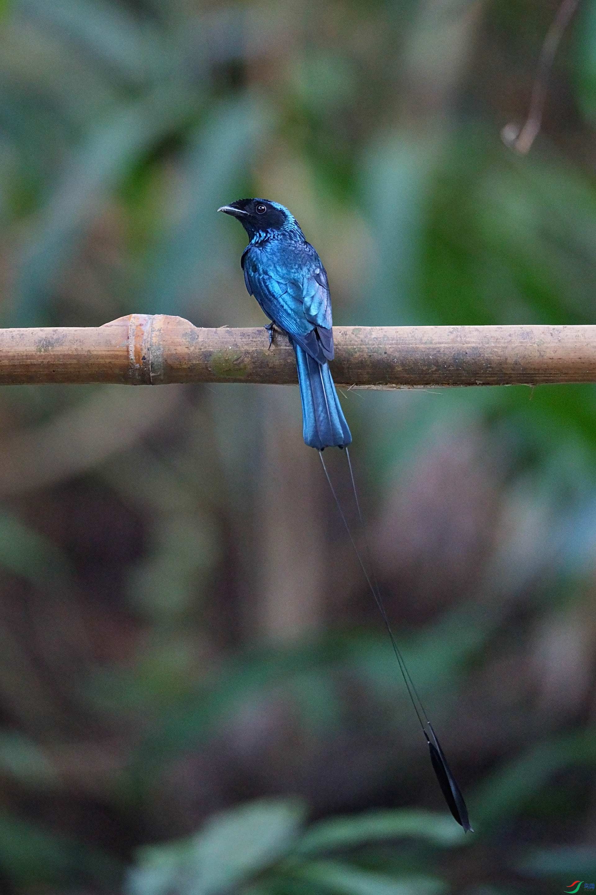 DSC03011 ����_����.jpg