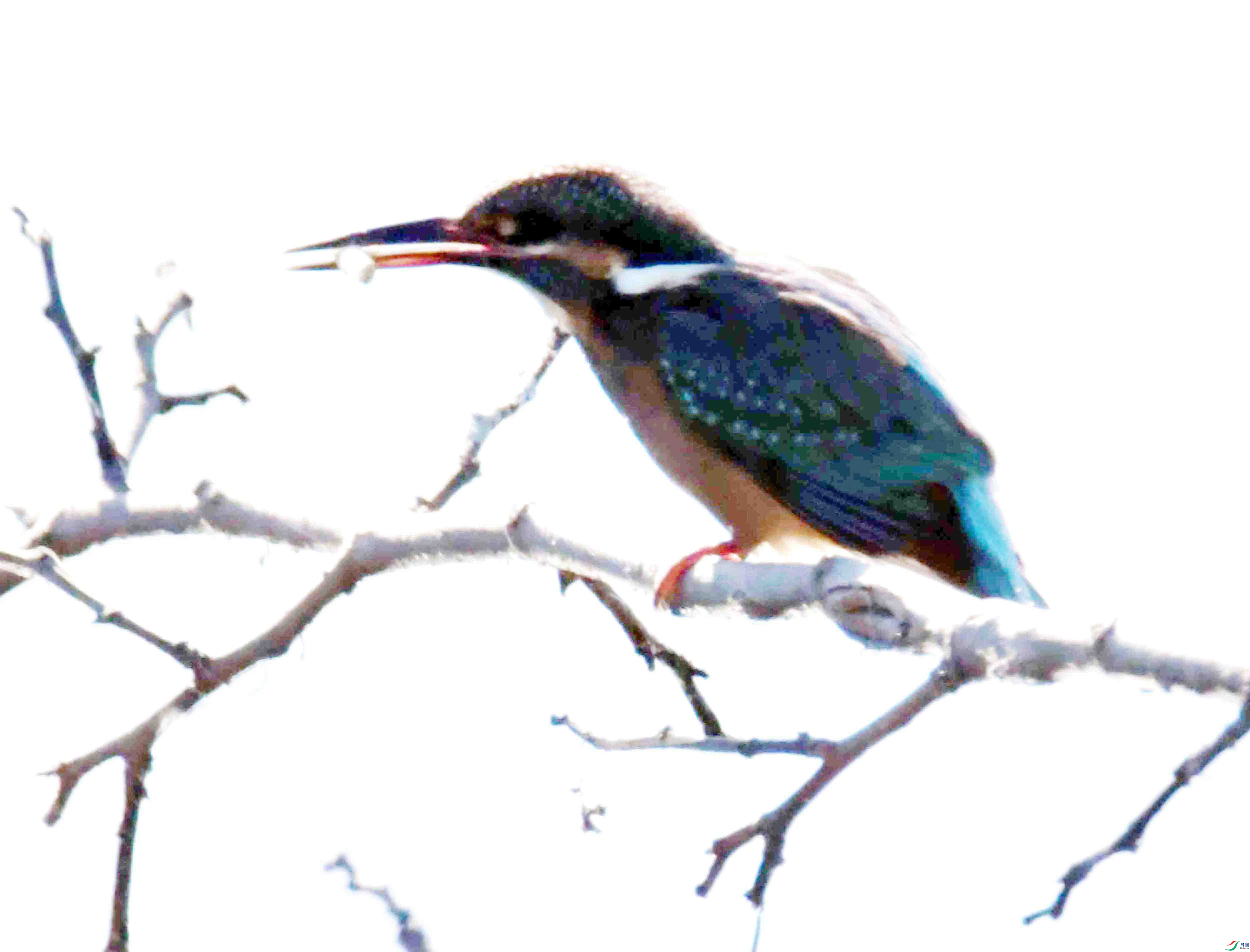 DSC_9369.JPG