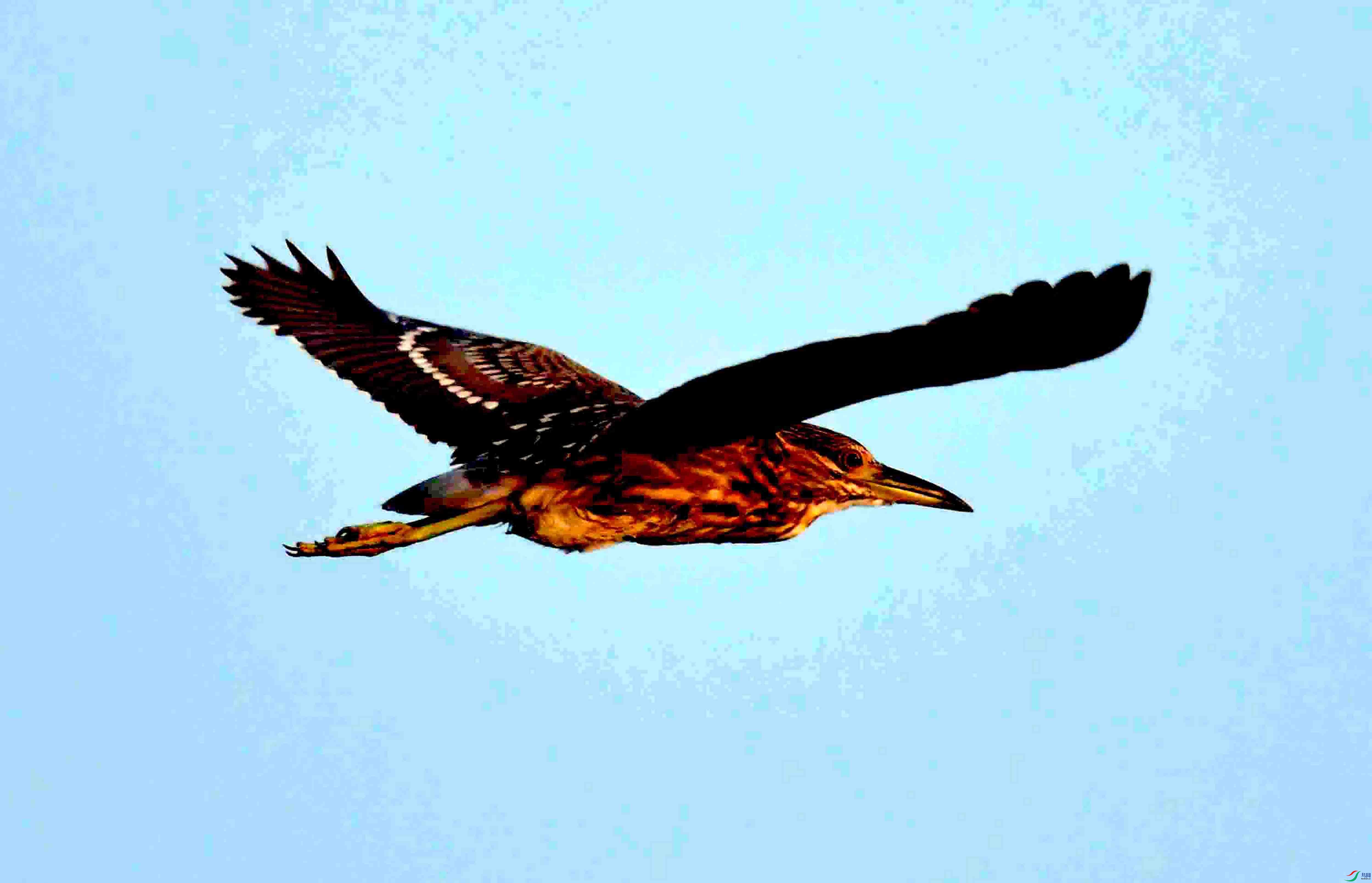 Copy2_DSC_2012.JPG