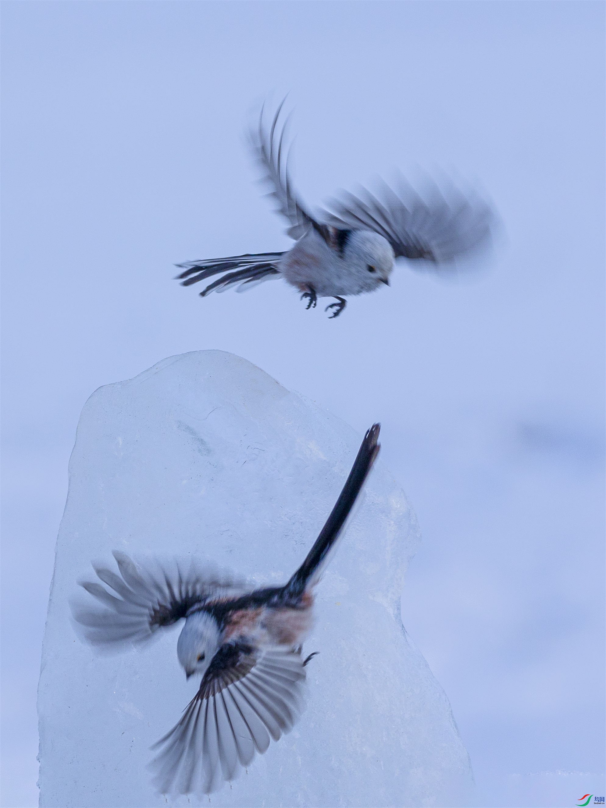 1K3A2252 ����1.jpg