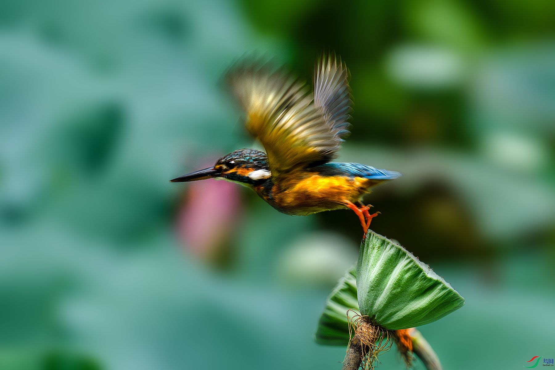 LZW05647-����ǿ-NR ����.jpg