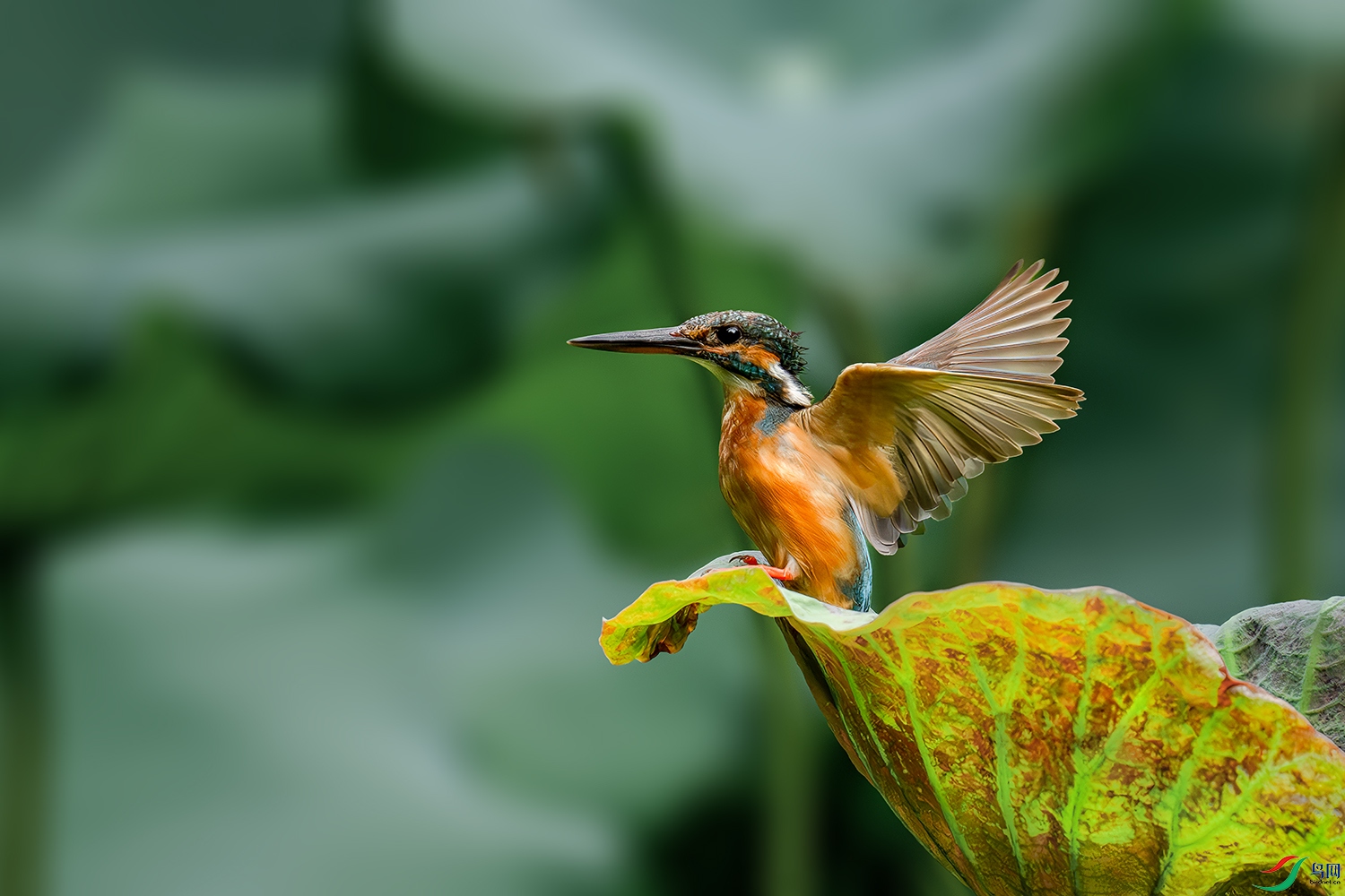 LZW05031-����ǿ-NR-1 ����.jpg