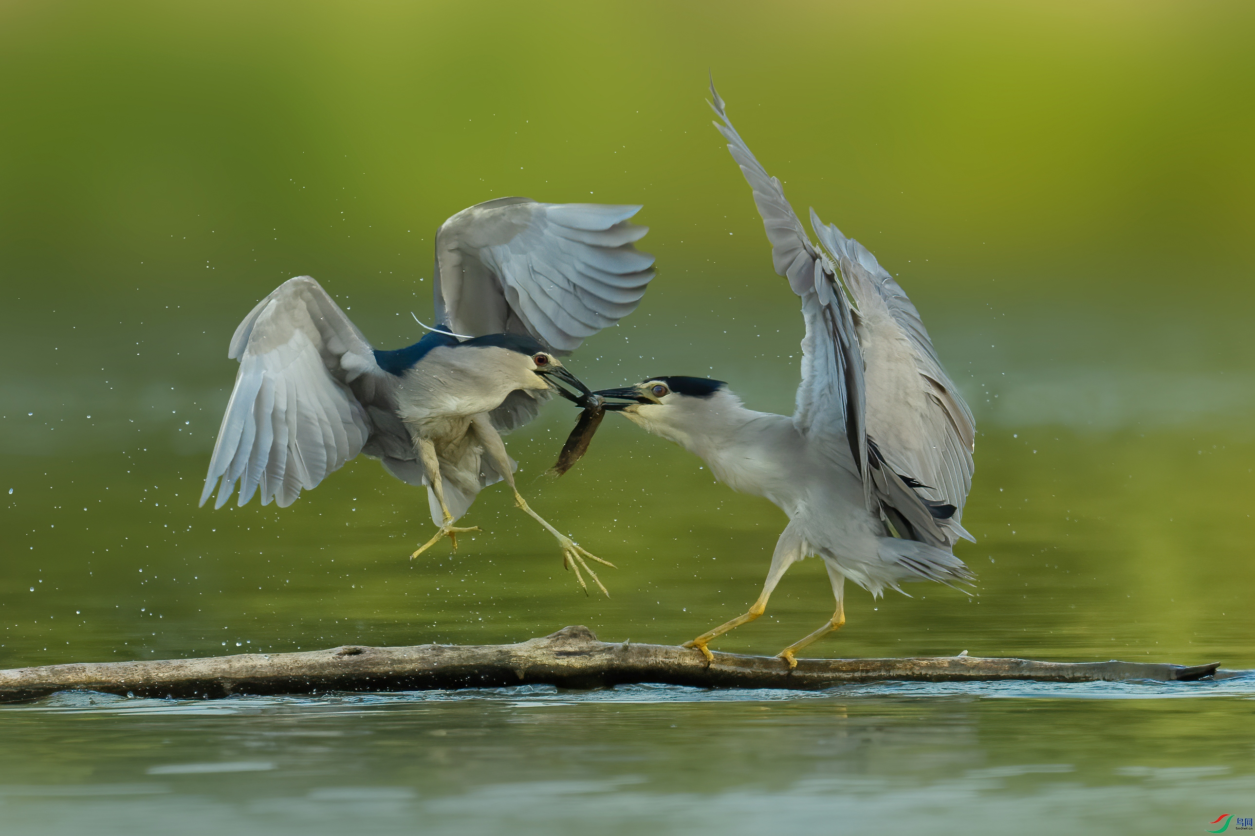 DSC00910 ���� 2.jpg