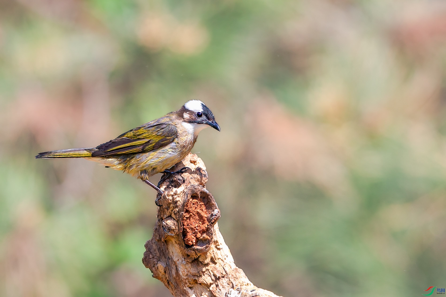 a_32067-1.jpg