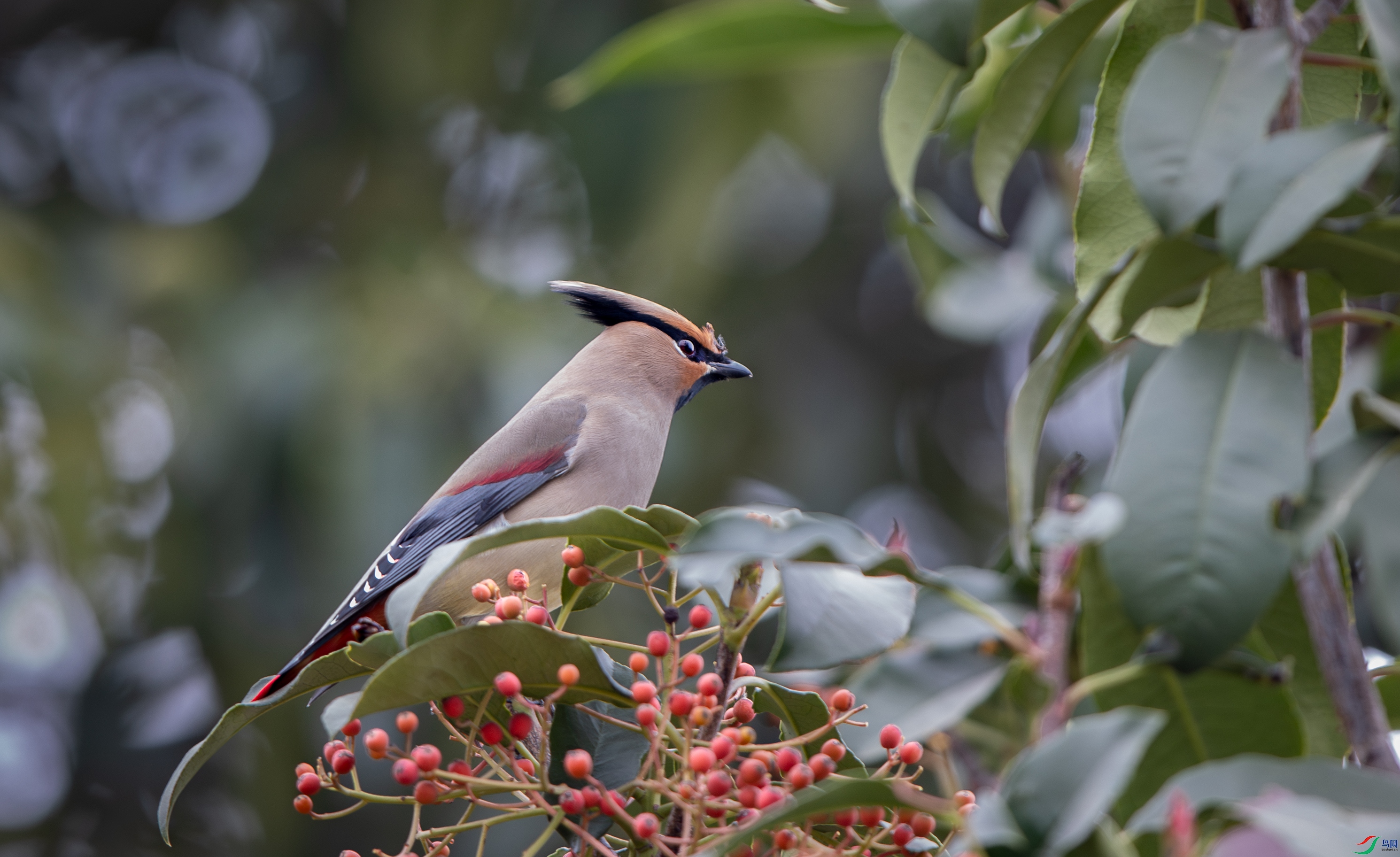 A15I5354-NR ����.jpg