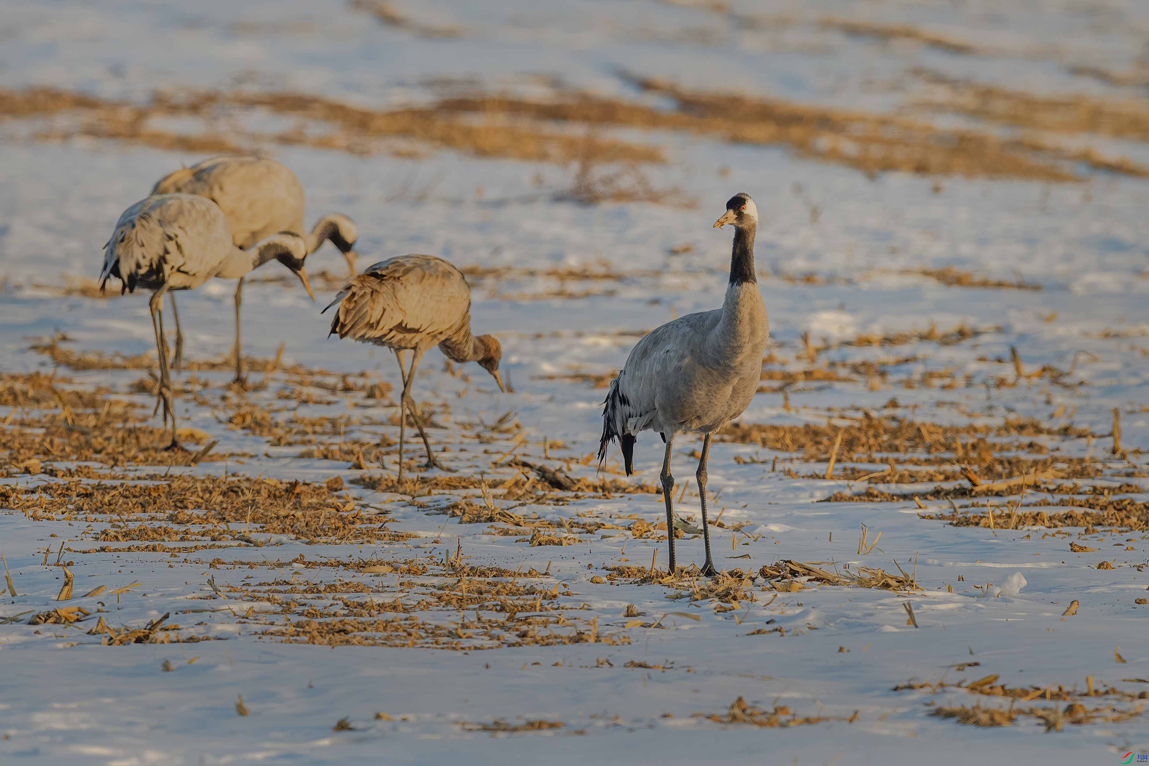 DSC_4654 ����.jpg