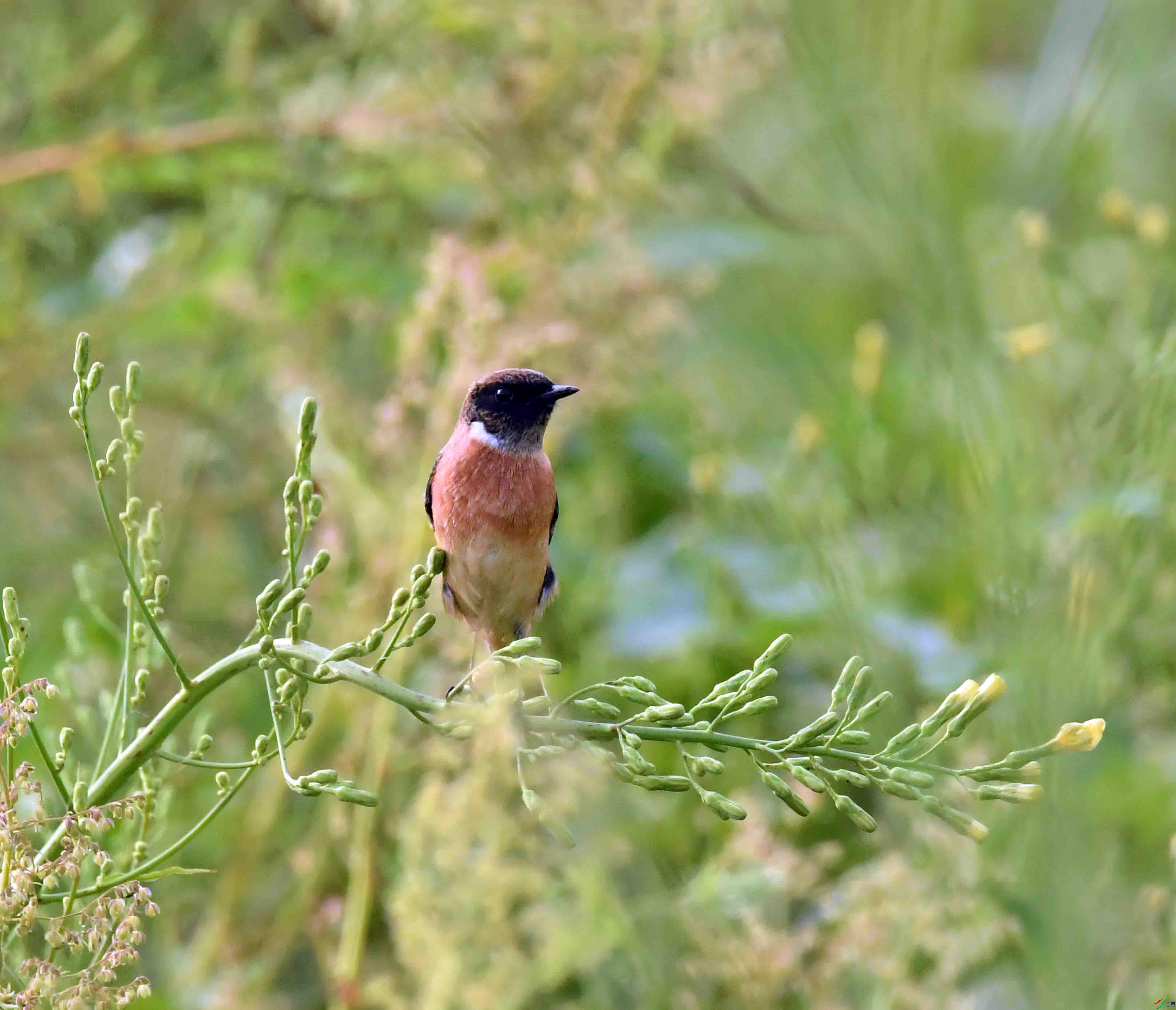 DSC_2828.JPG