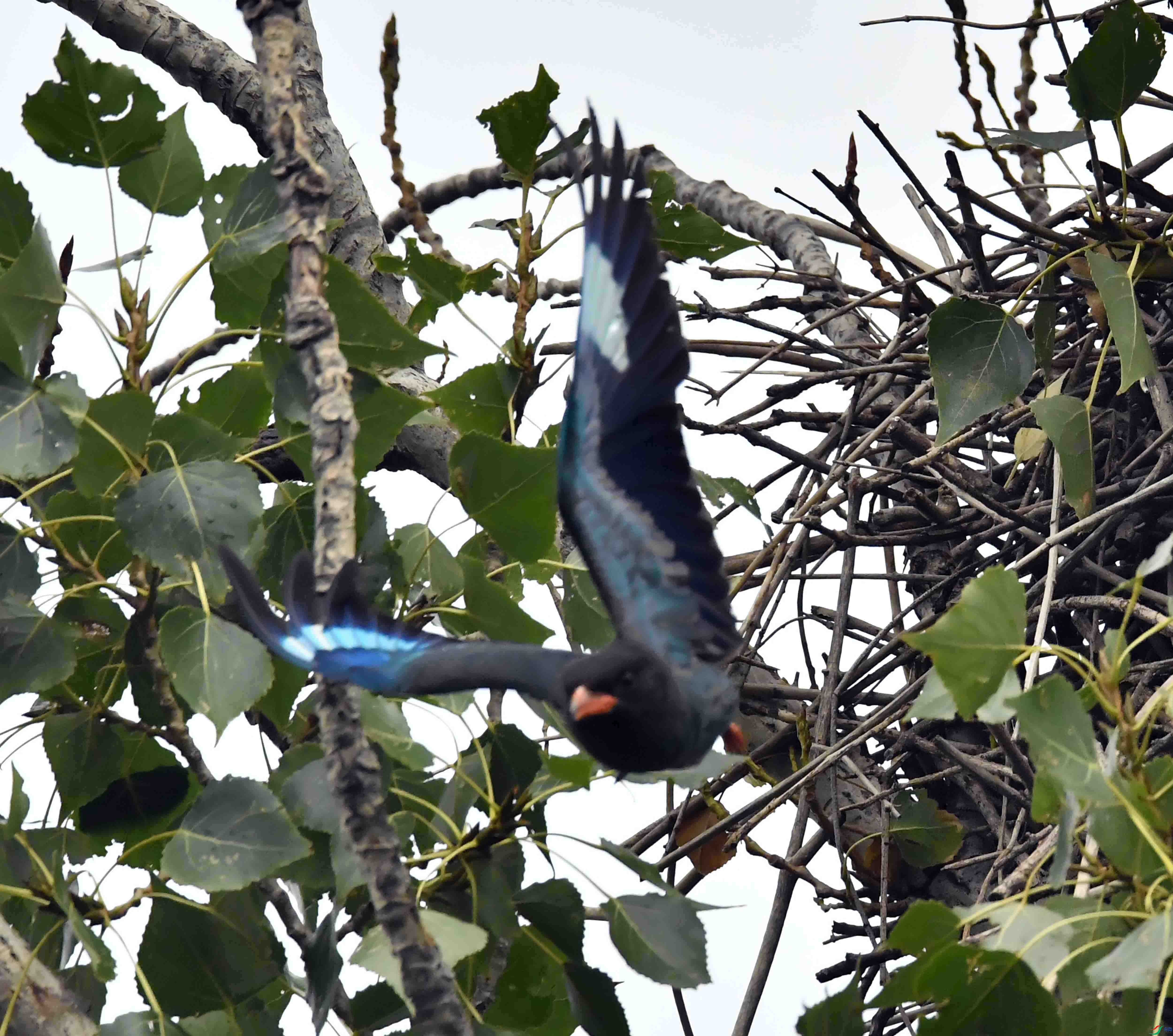 DSC_2978.JPG