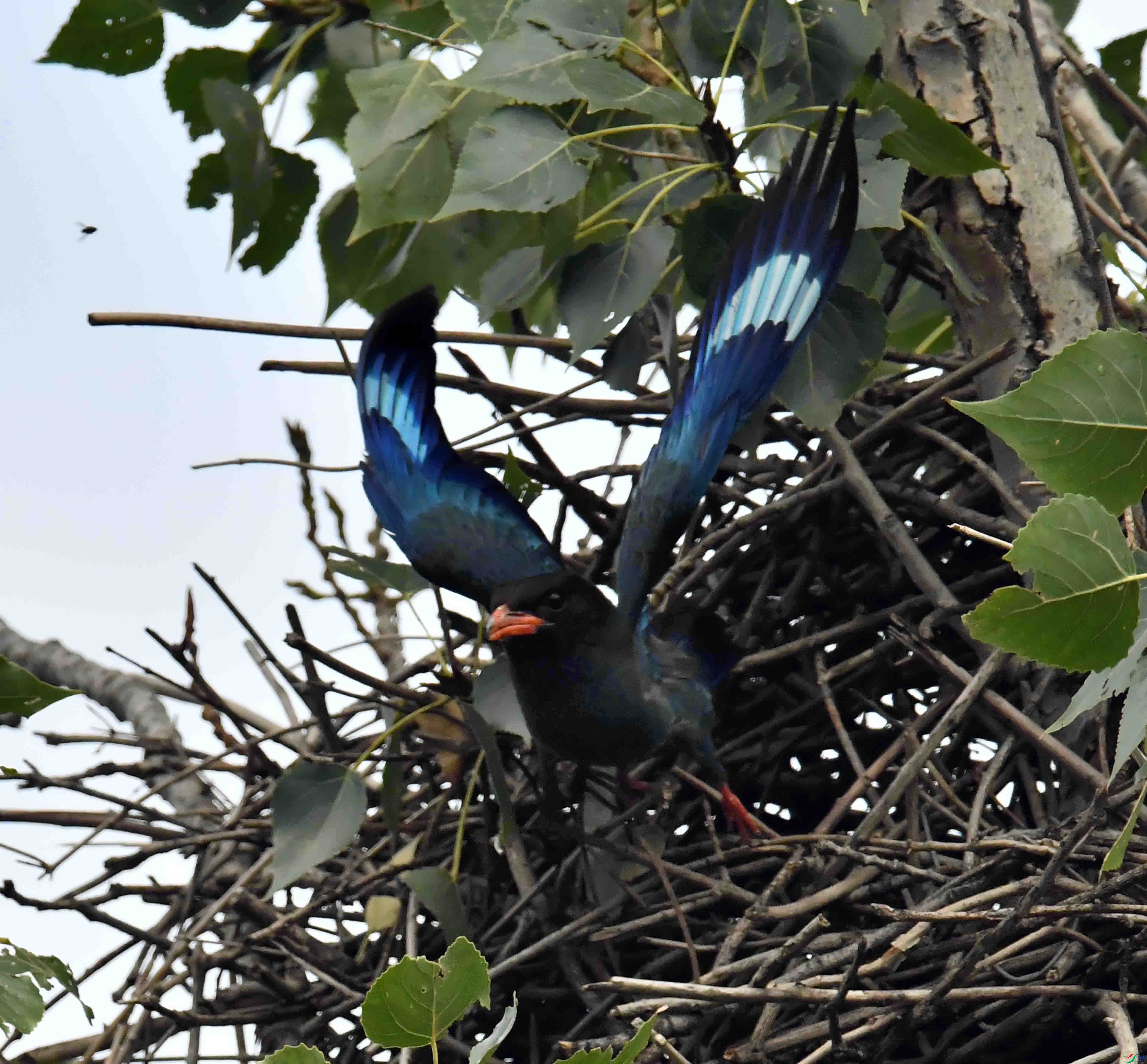 DSC_3016.JPG