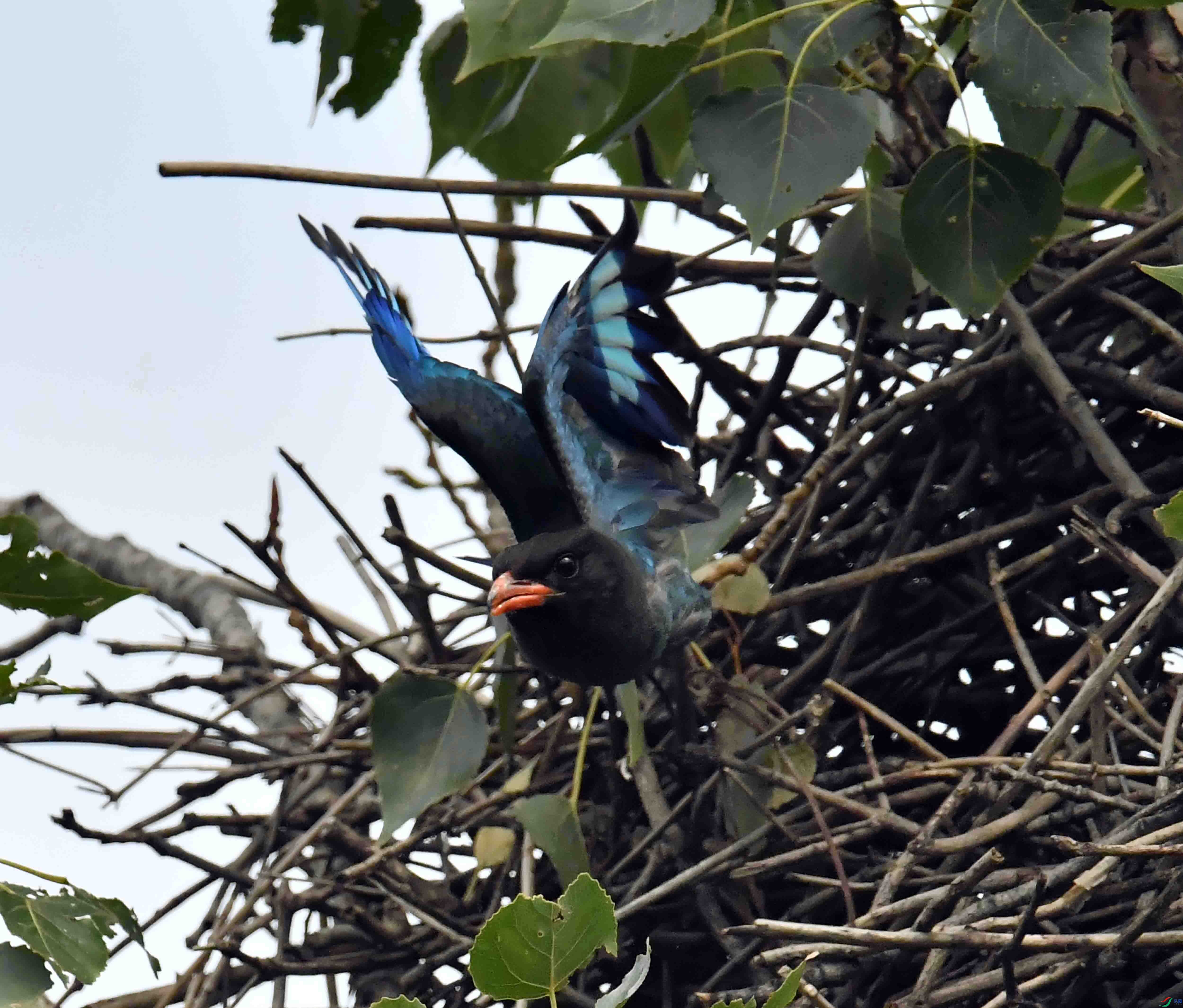DSC_3017.JPG