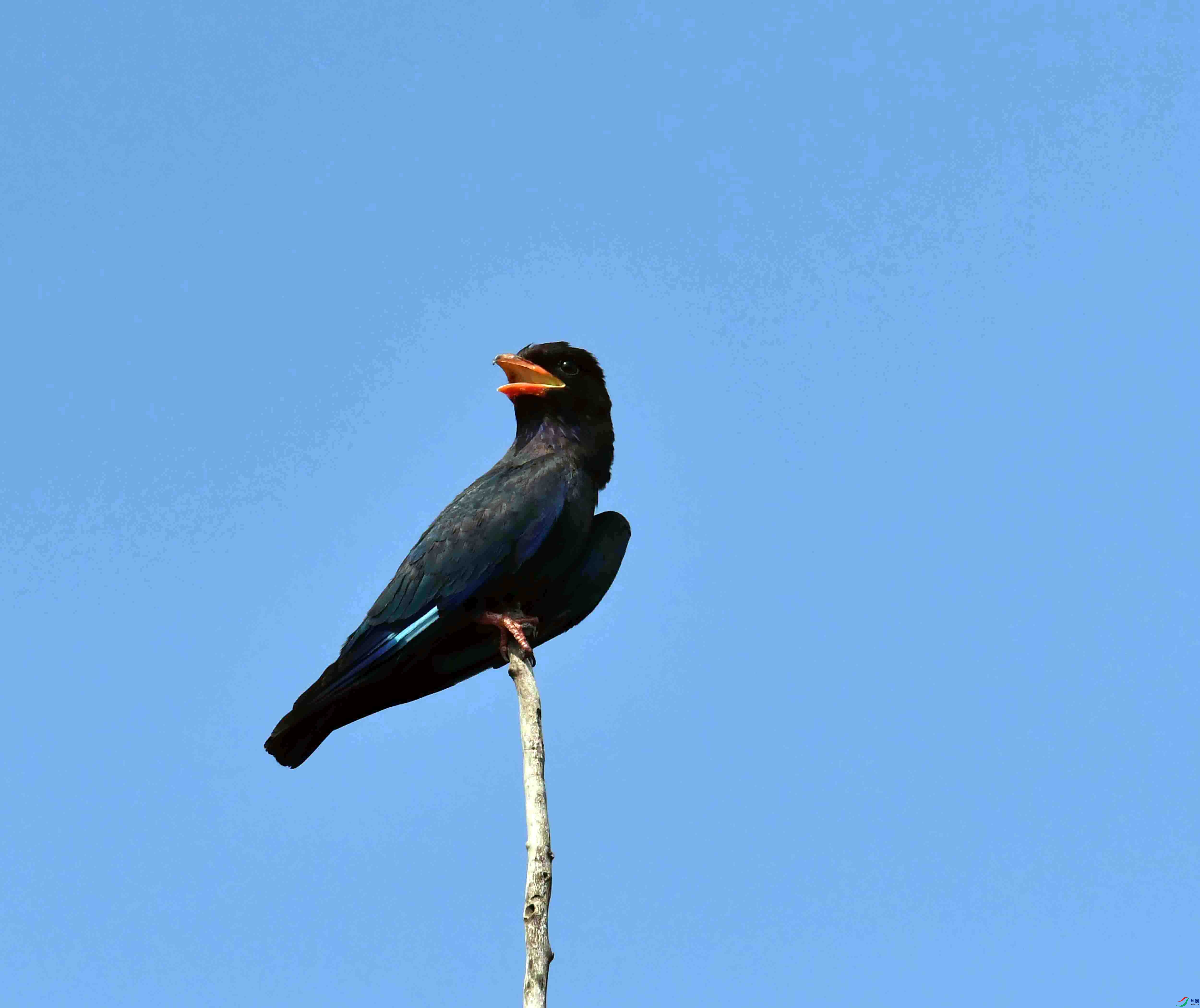 DSC_4211.JPG