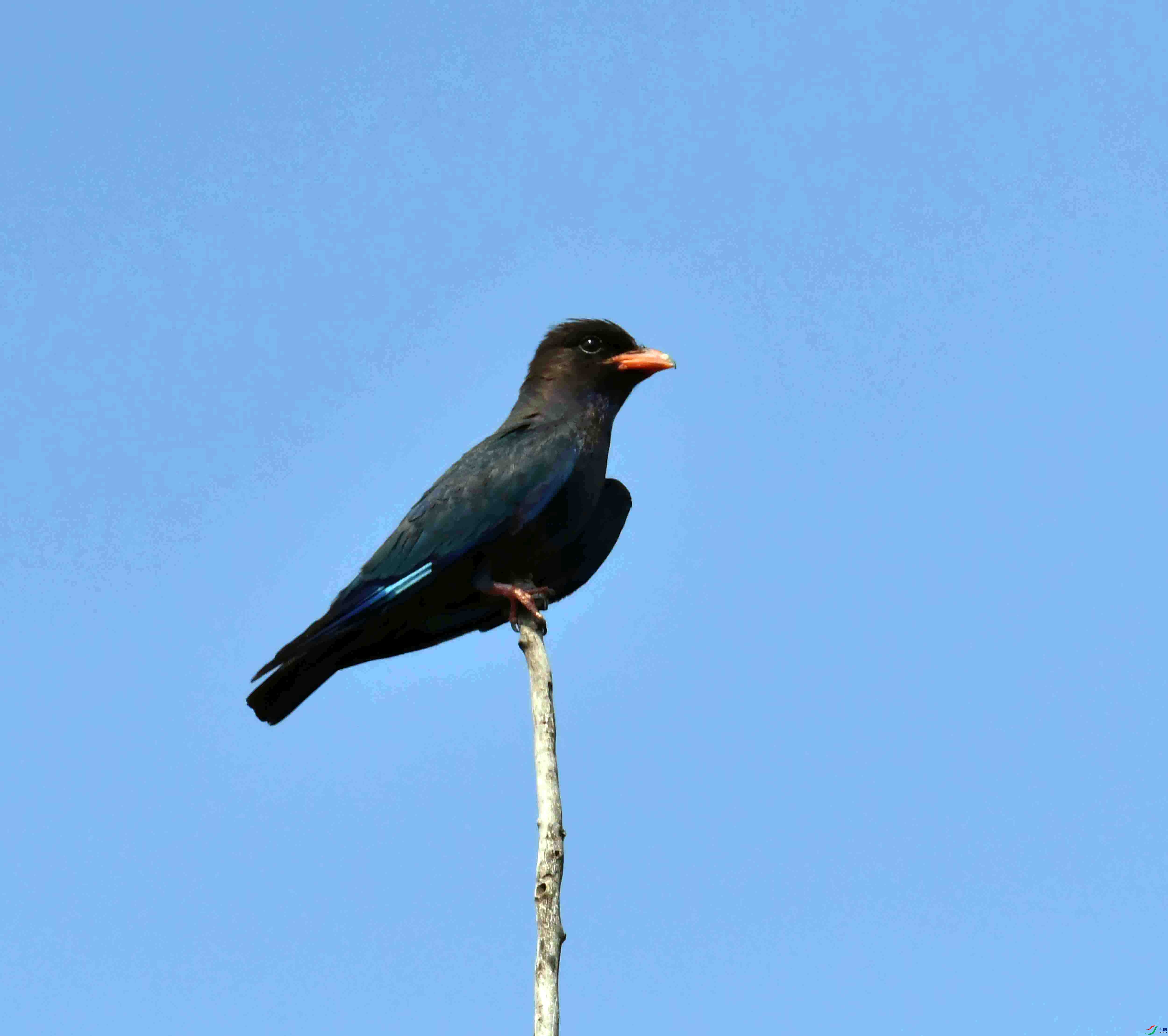 DSC_4203.JPG