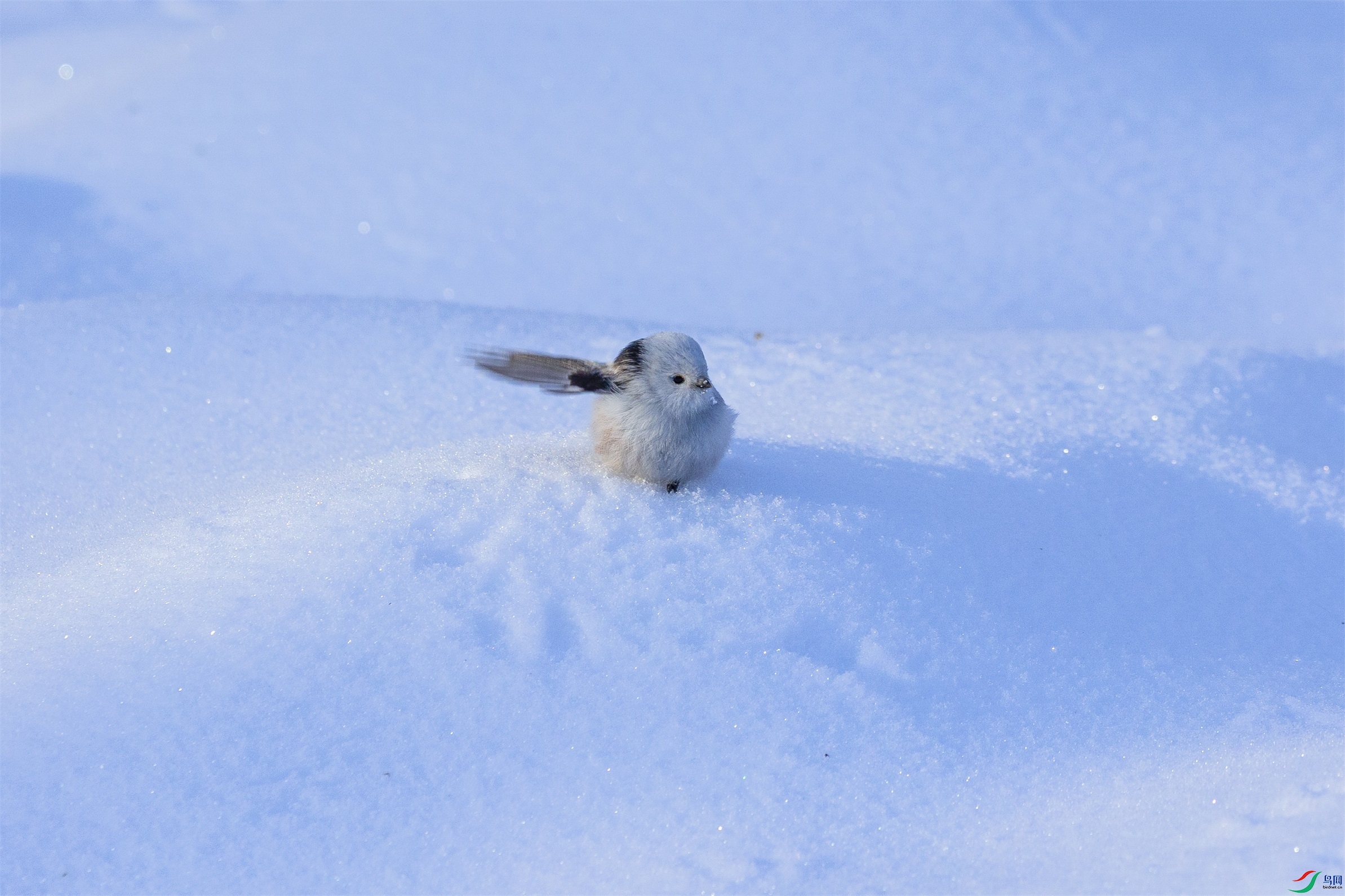 1K3A6452 ����1.jpg