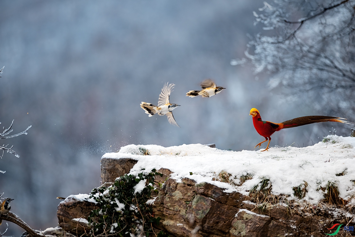 DSC_7799A.jpg