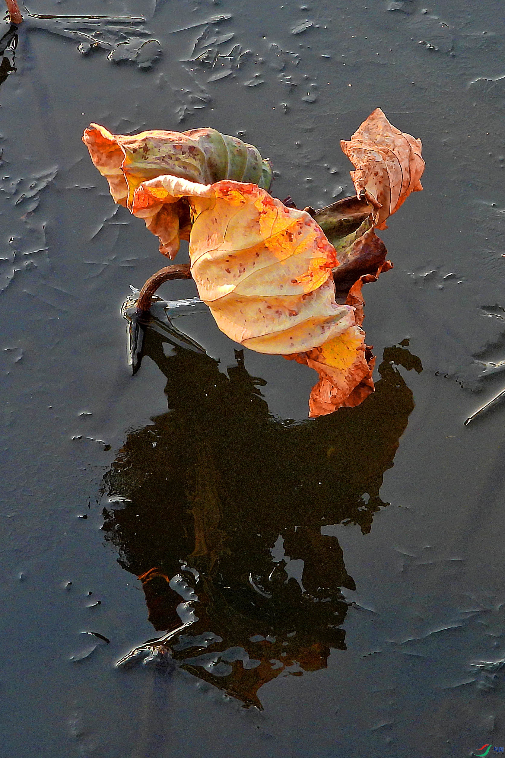 DSCN1801.JPG