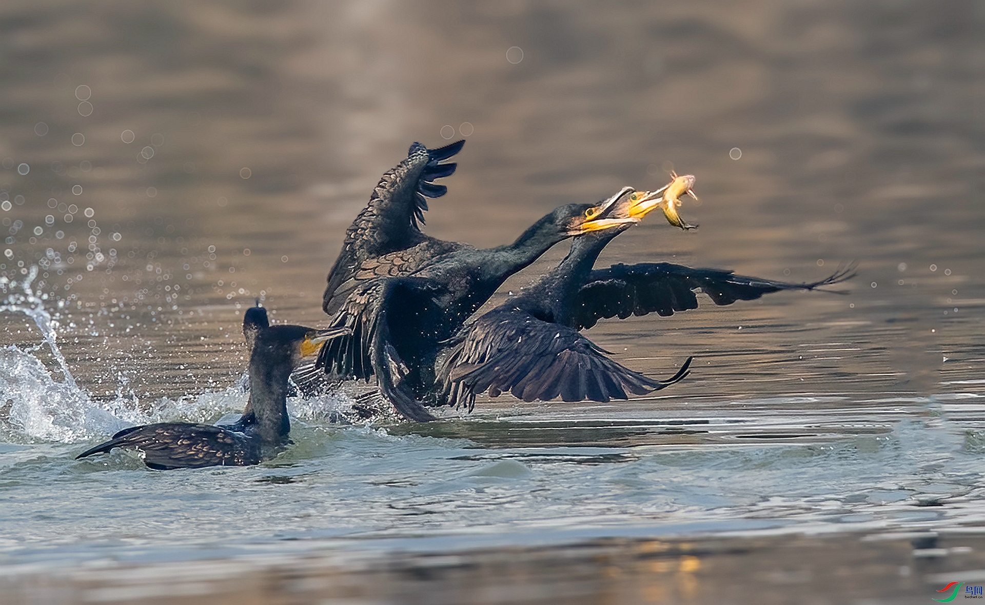 DSC_7754 ����_����v.jpg