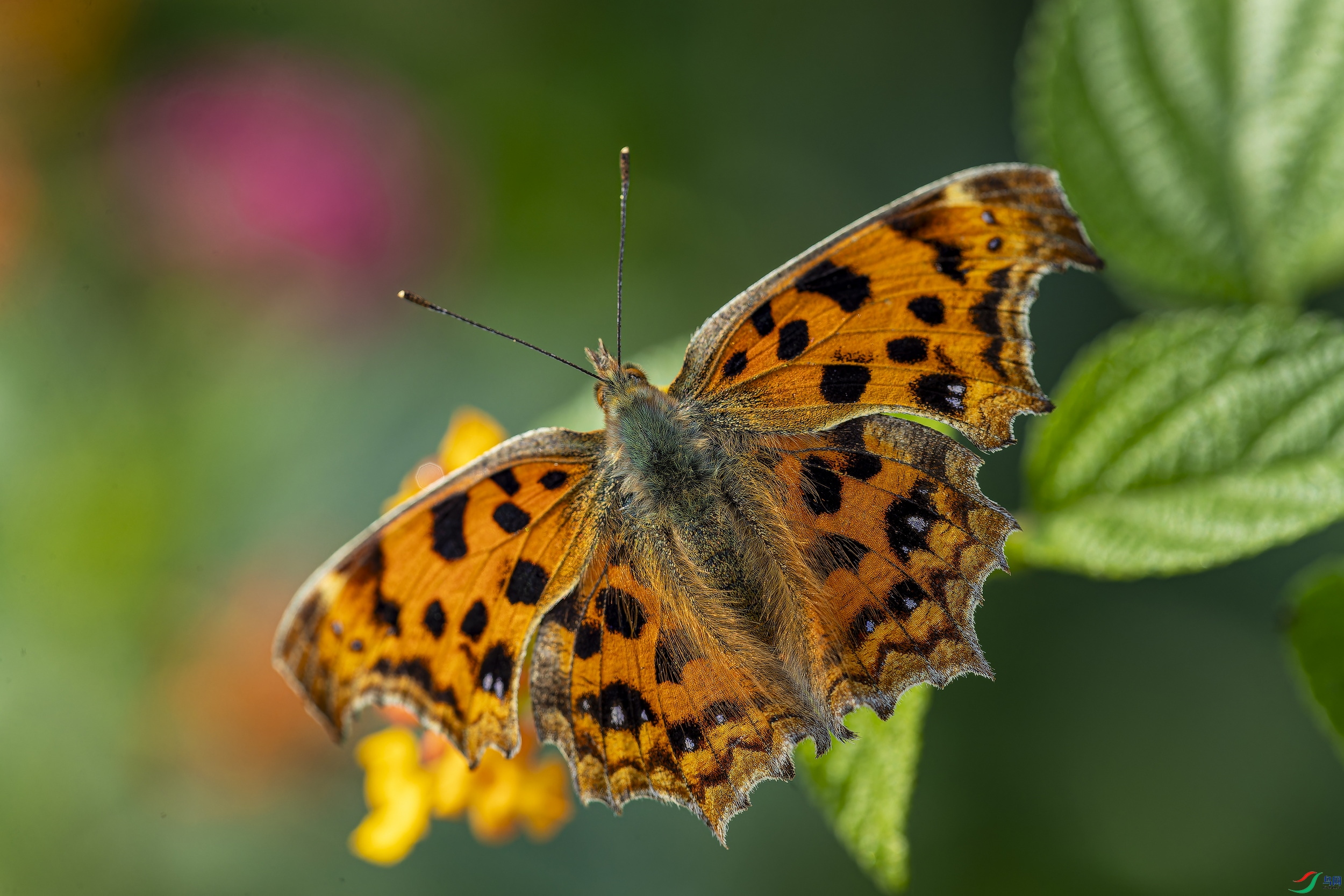 �ƹ��̵� -3-1.jpg