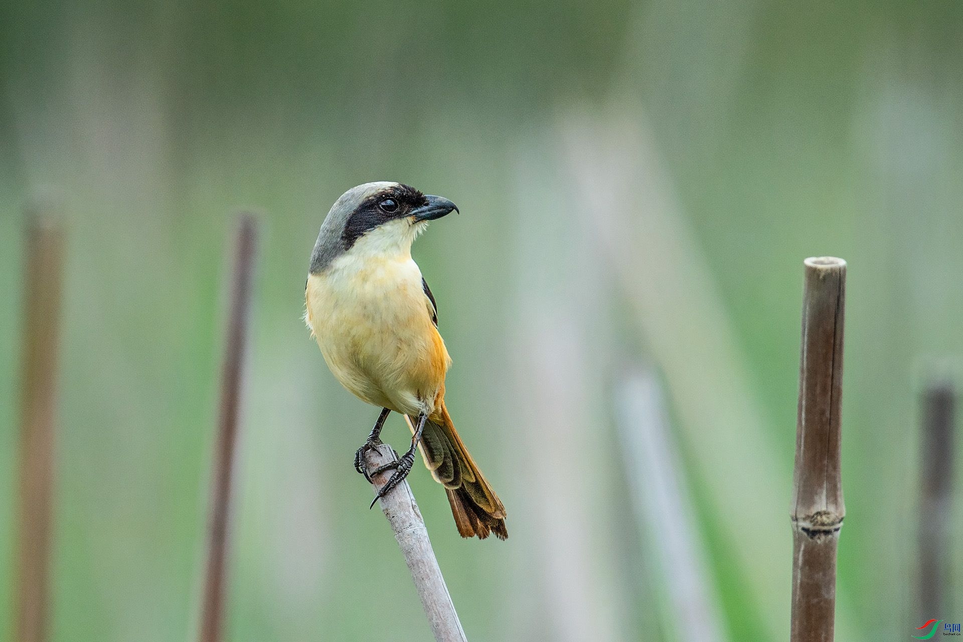 DSC_2415.jpg