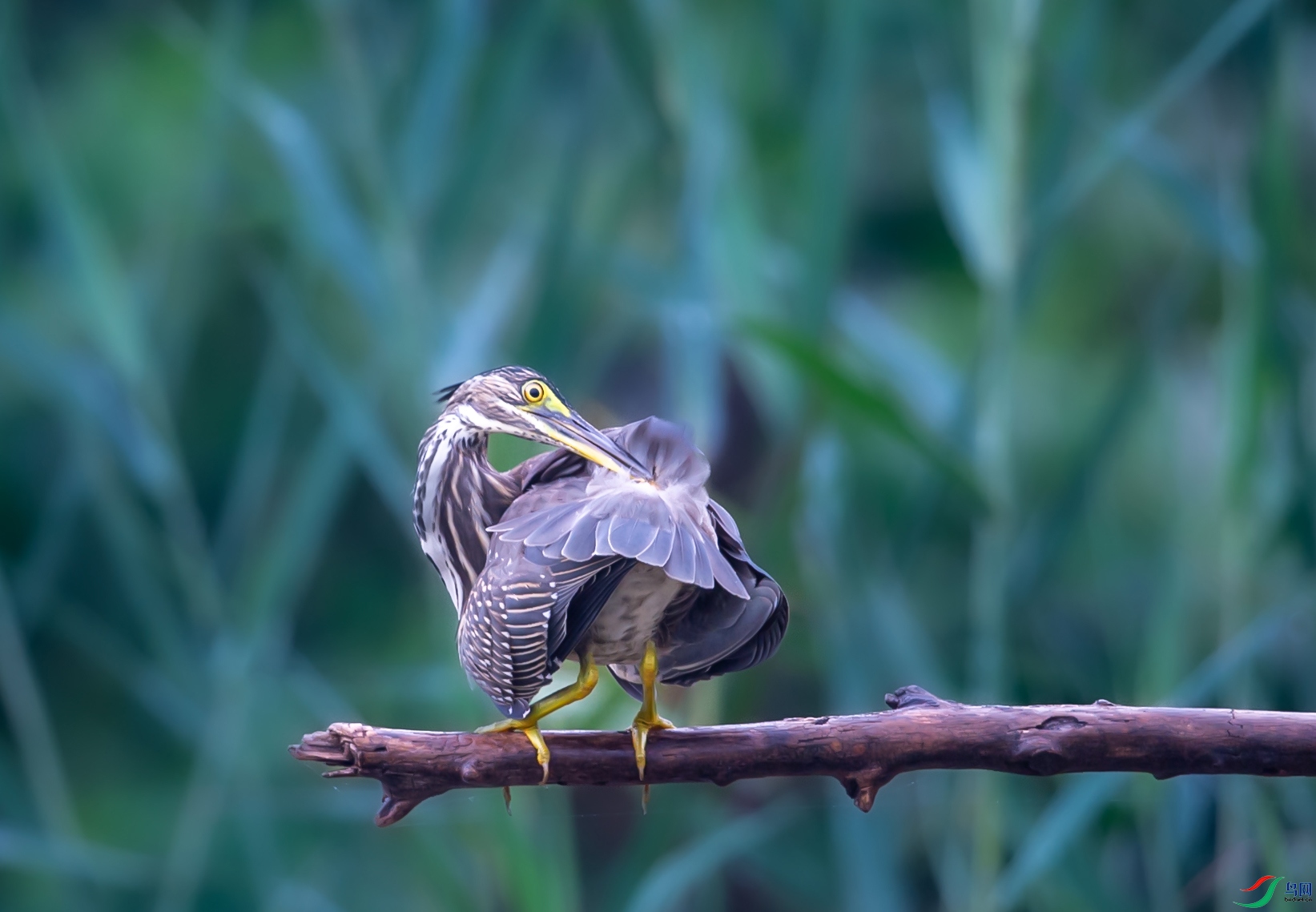 DSC_6082-1.jpg